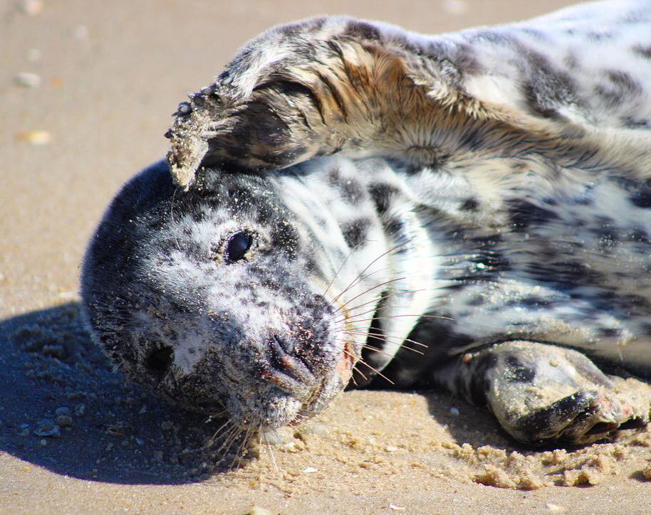 dellaware, grey seals, sussex county, migratory mammals, MERR,