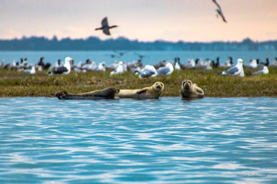 seals, bird island, rehoboth bay, inland bays, indian riverbay