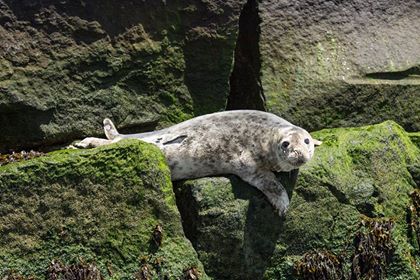 delaware, seal, sussex county, outer wall, delaware bay
