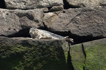 seal, sussex county, delaware, cape henlopen, delaware bay,