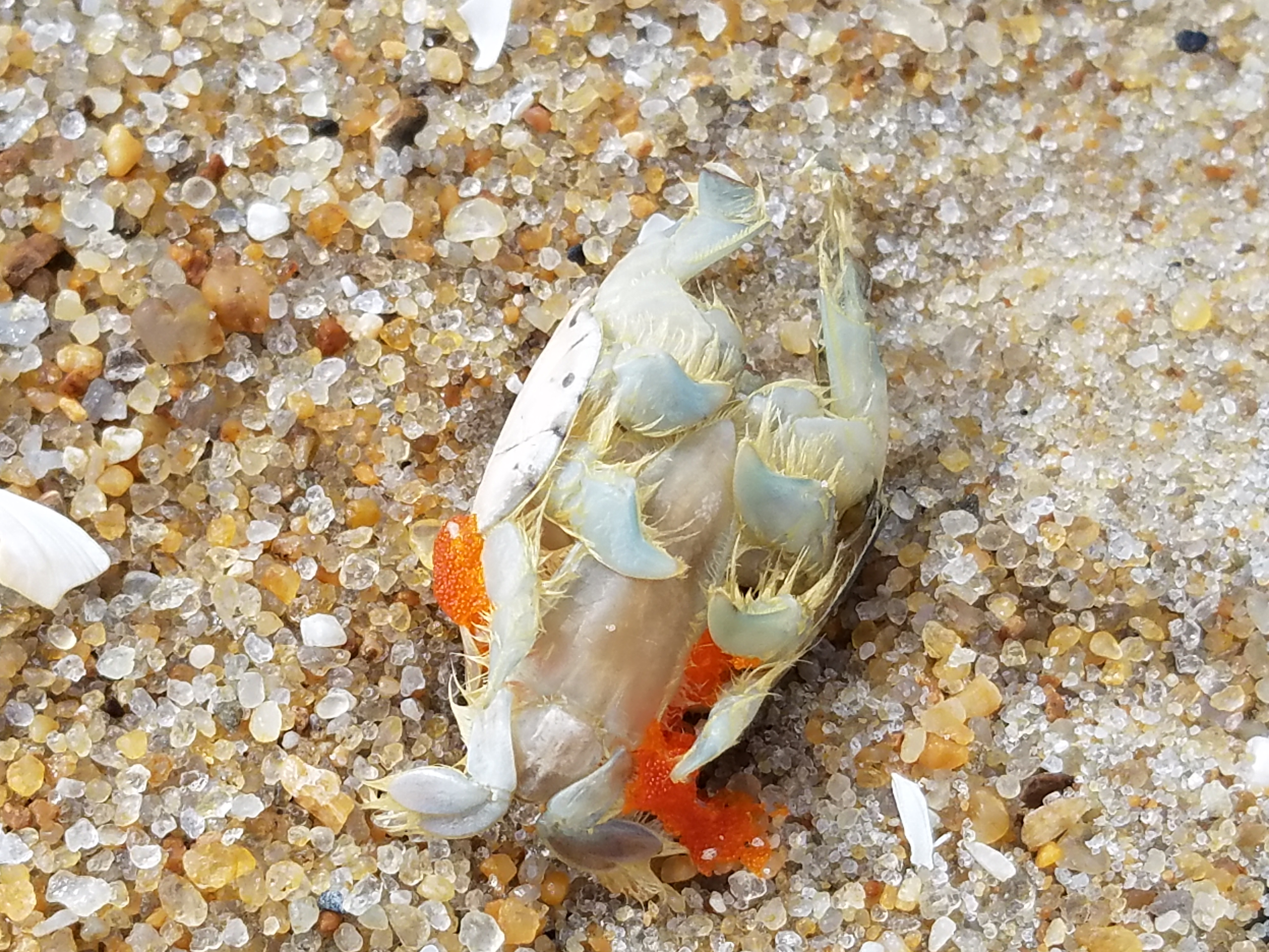 sand flea, bethany beach, delaware, sussex county, beach replenishment, fenwick island state park