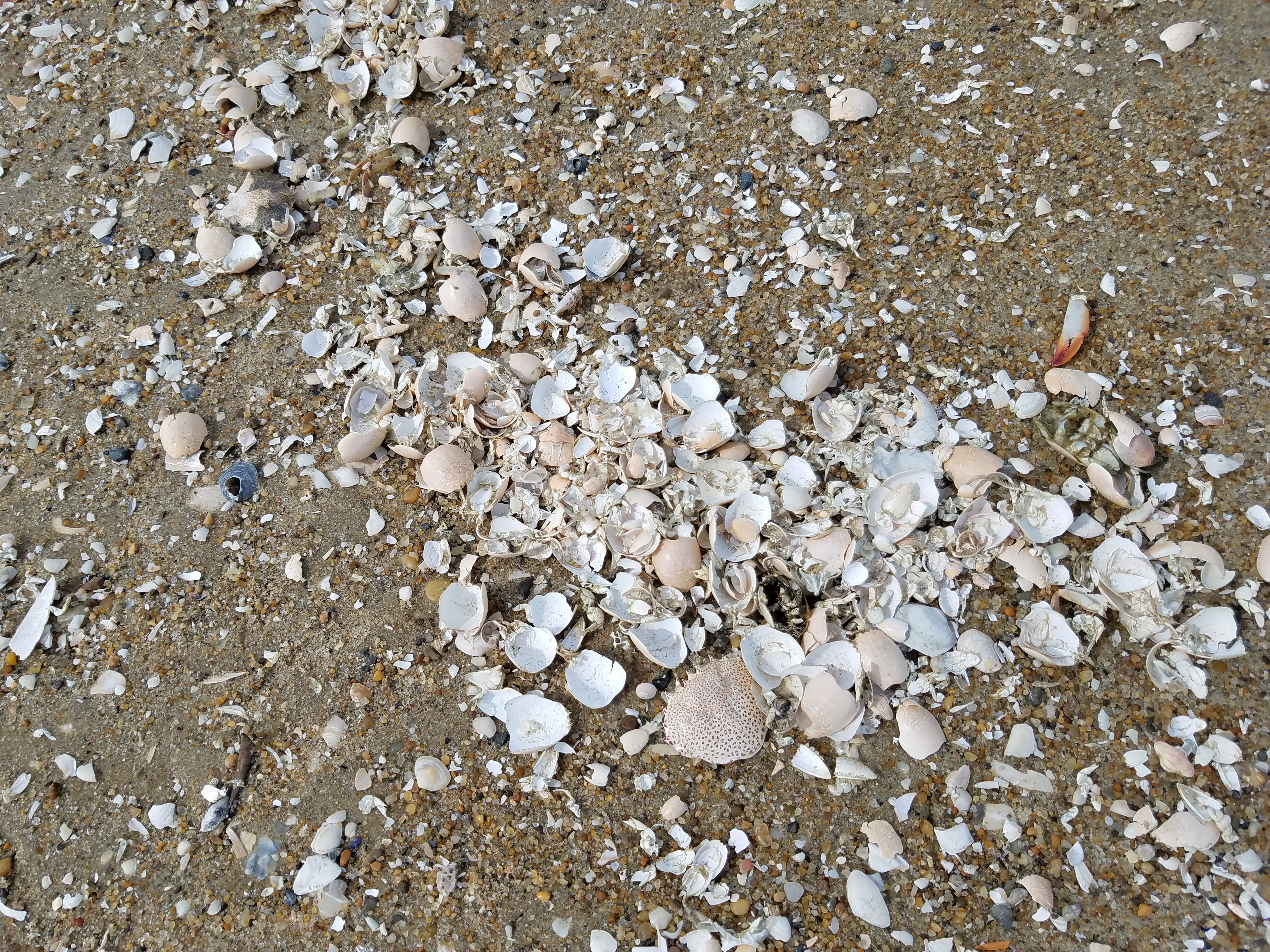 bethany beach replenishment
