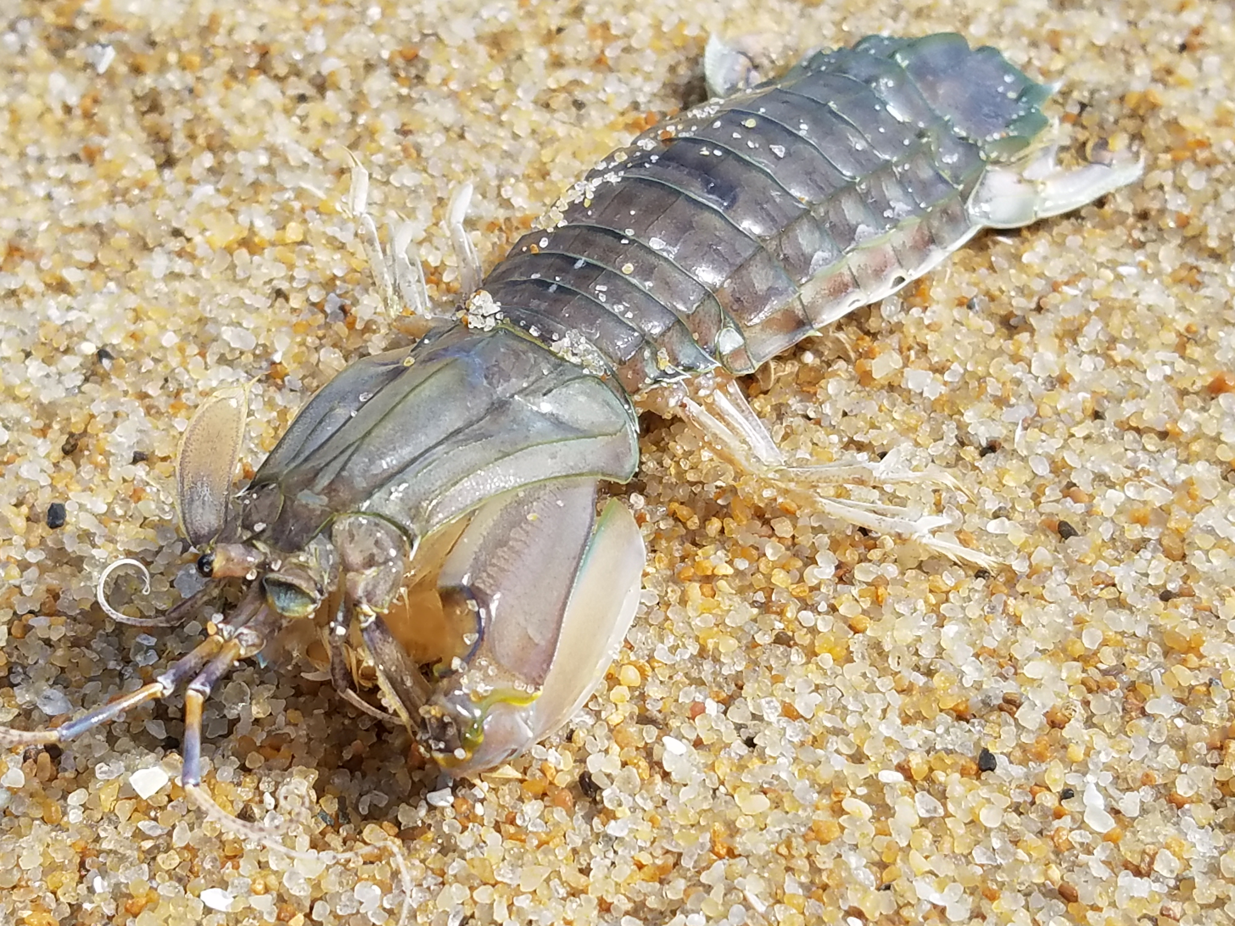 mantis shrimp, bethany beach, beach nourishment kills