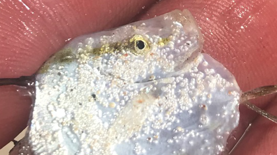 Little Lookdown Fish Juvenile lookdown fish - delaware-surf-fishing.com