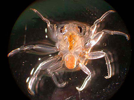 NOAA, crab larvae, beach lice, beach chiggers