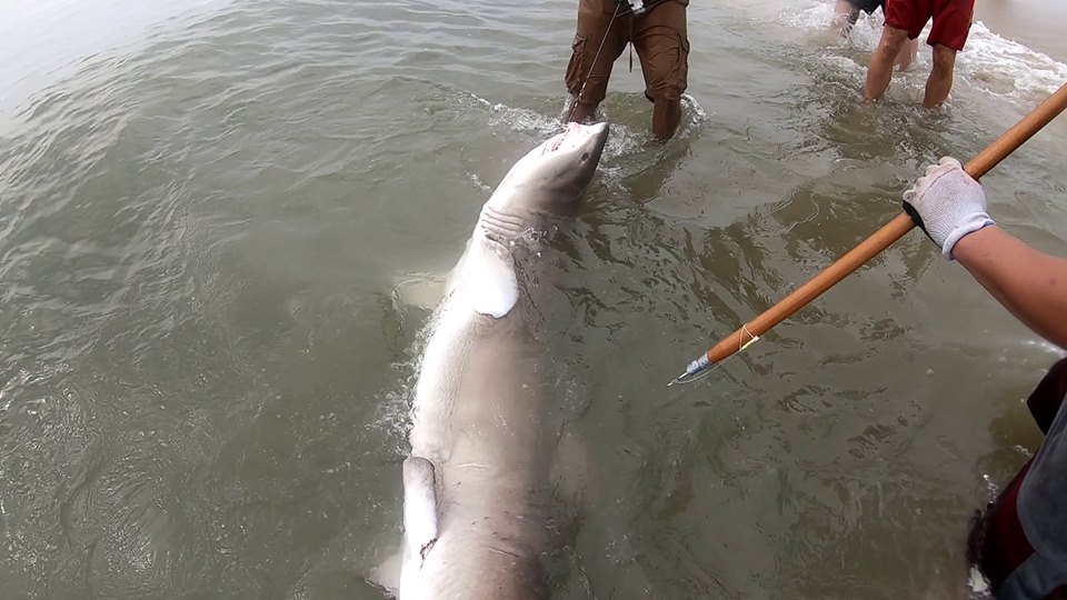 sand tiger shark tagging, delaware, sussex county, NOAA
