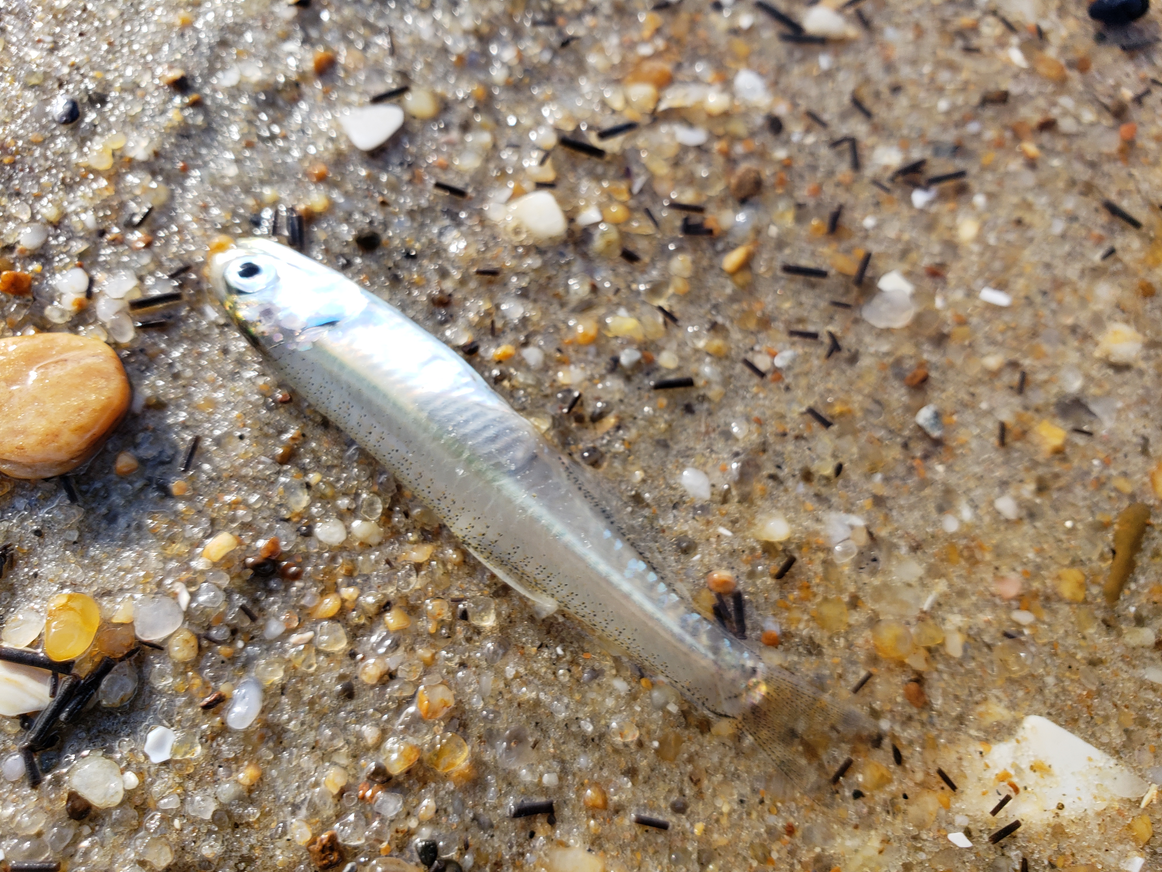 bay anchovies washing up on beach chased by bluefish indian river bay tide chart 2018