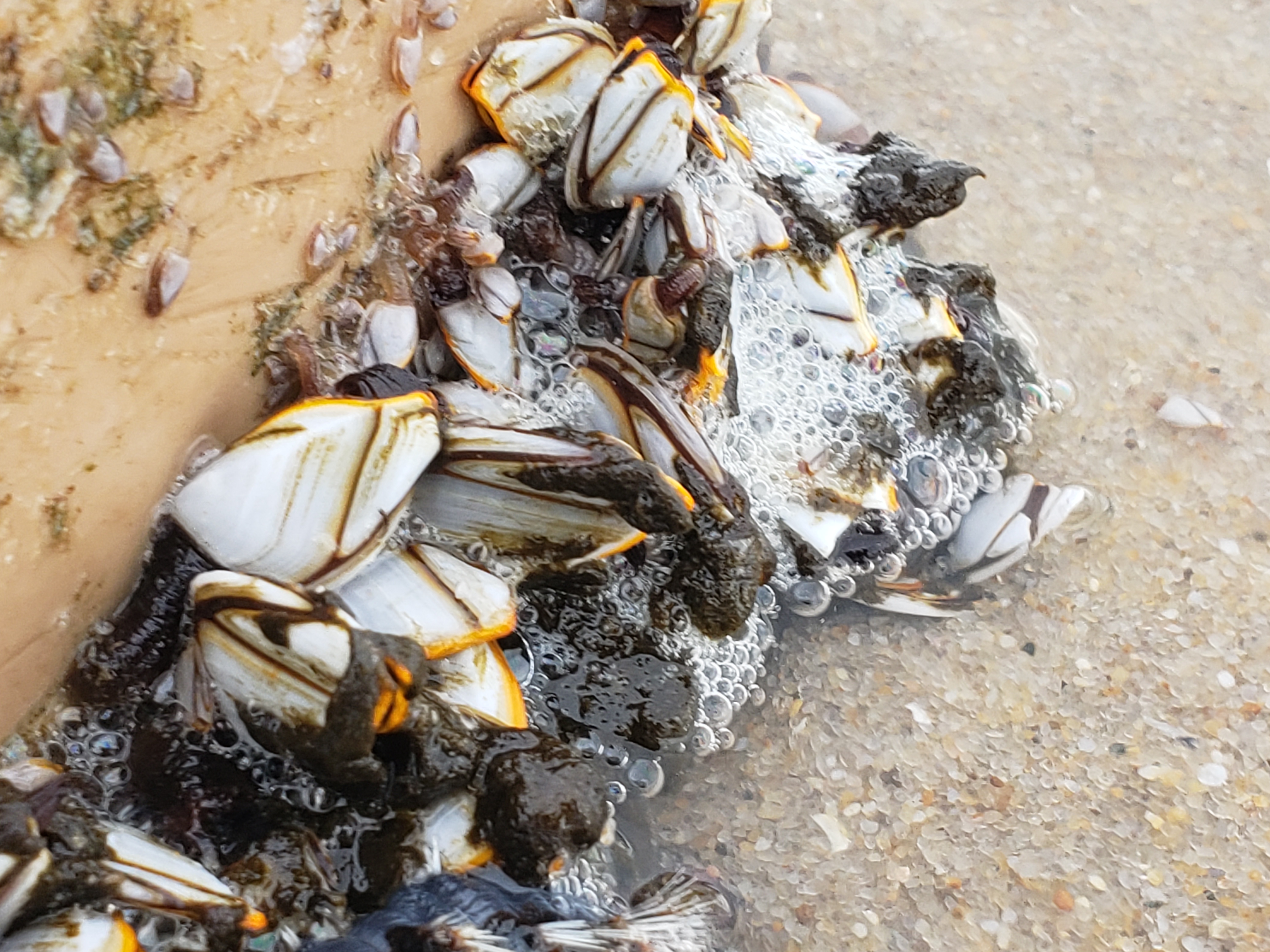 Goose Barnacles (Lepas anatifera) - delaware-surf-fishing.com