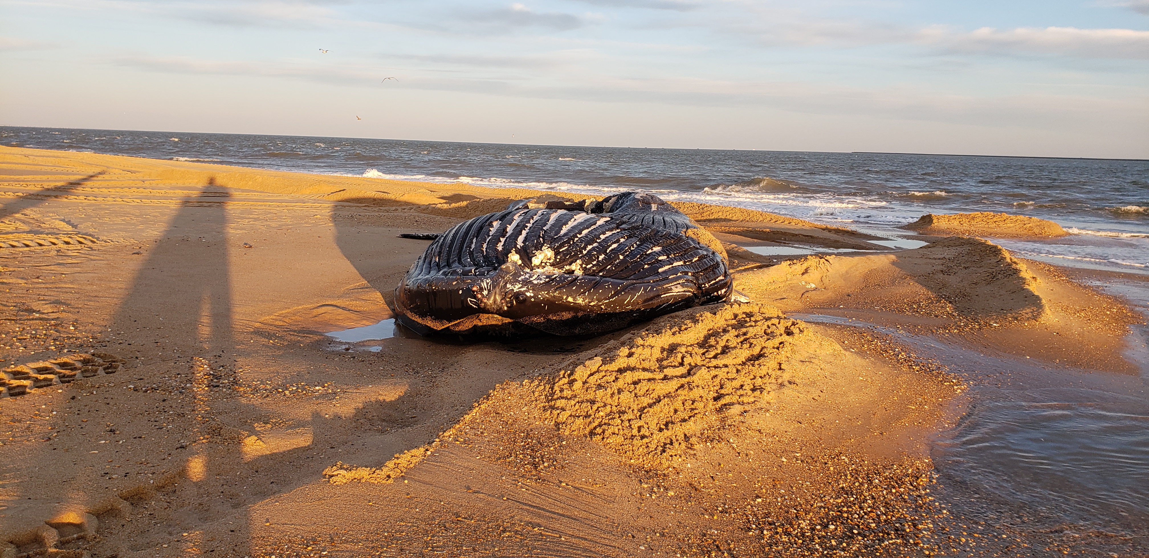 whale, humpback whale, cape henlopen state park, the point, delaware, sussex county, MERR, arine Education, Research and Rehabilitation Institute, atlantic ocean bunker, whale stranding