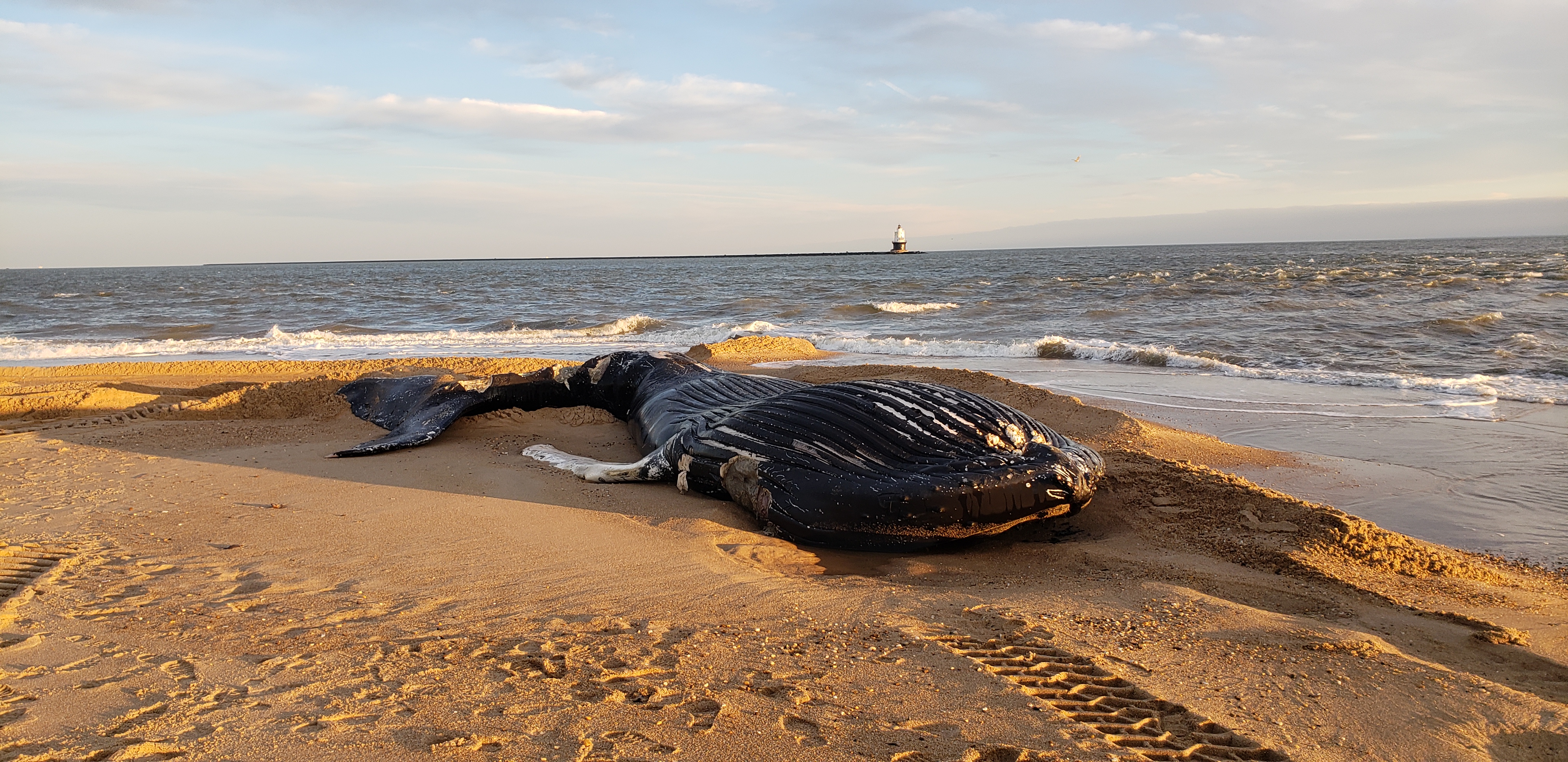 whale, humpback whale, cape henlopen state park, the point, delaware, sussex county, MERR, arine Education, Research and Rehabilitation Institute, atlantic ocean bunker, whale stranding