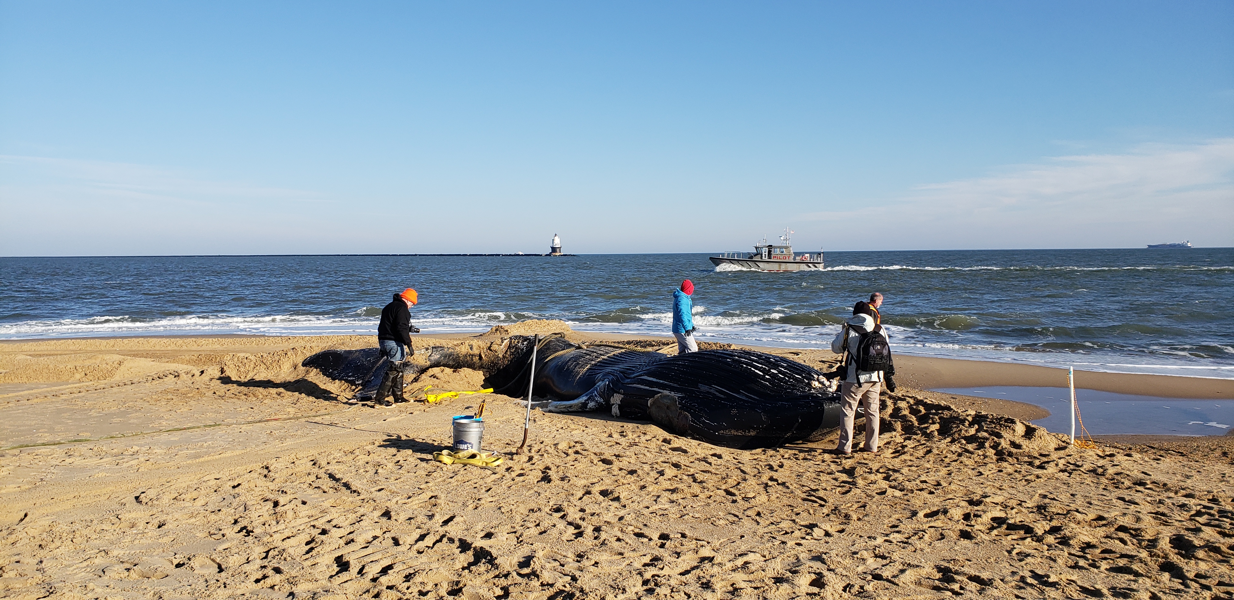 whale, humpback whale, cape henlopen state park, the point, delaware, sussex county, MERR, arine Education, Research and Rehabilitation Institute, atlantic ocean bunker, whale stranding
