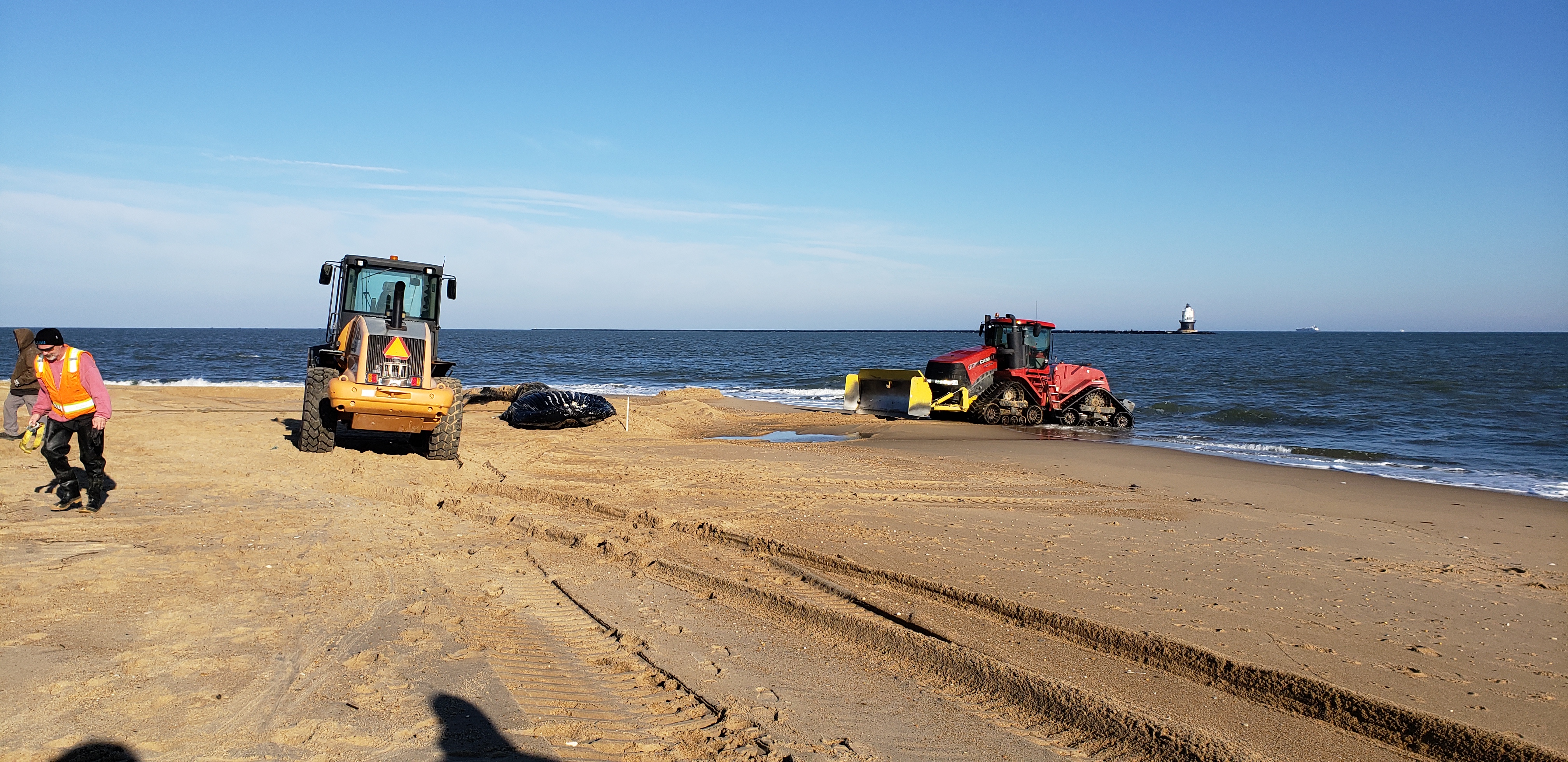 whale, humpback whale, cape henlopen state park, the point, delaware, sussex county, MERR, arine Education, Research and Rehabilitation Institute, atlantic ocean bunker, whale stranding