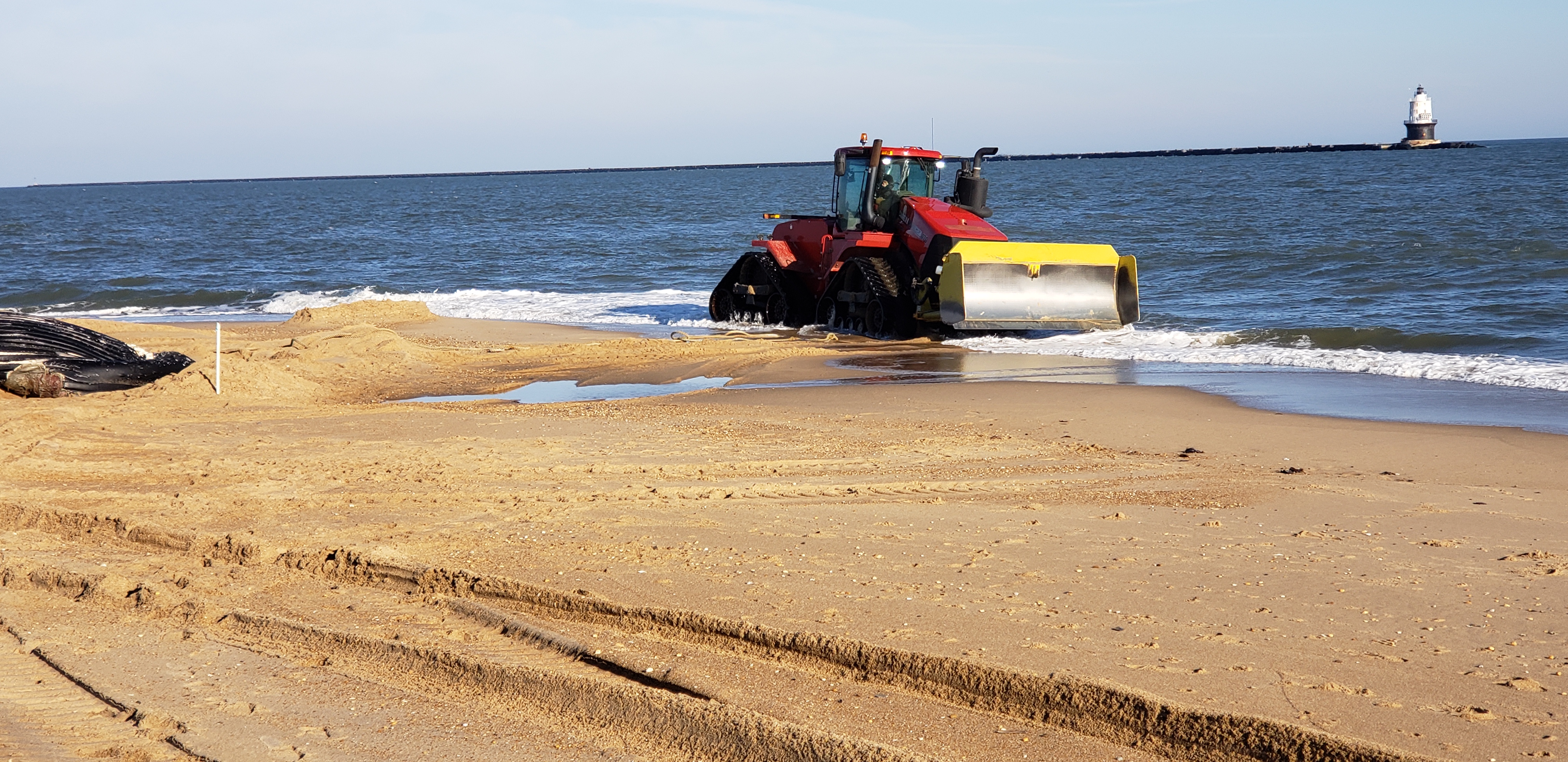 whale, humpback whale, cape henlopen state park, the point, delaware, sussex county, MERR, arine Education, Research and Rehabilitation Institute, atlantic ocean bunker, whale stranding
