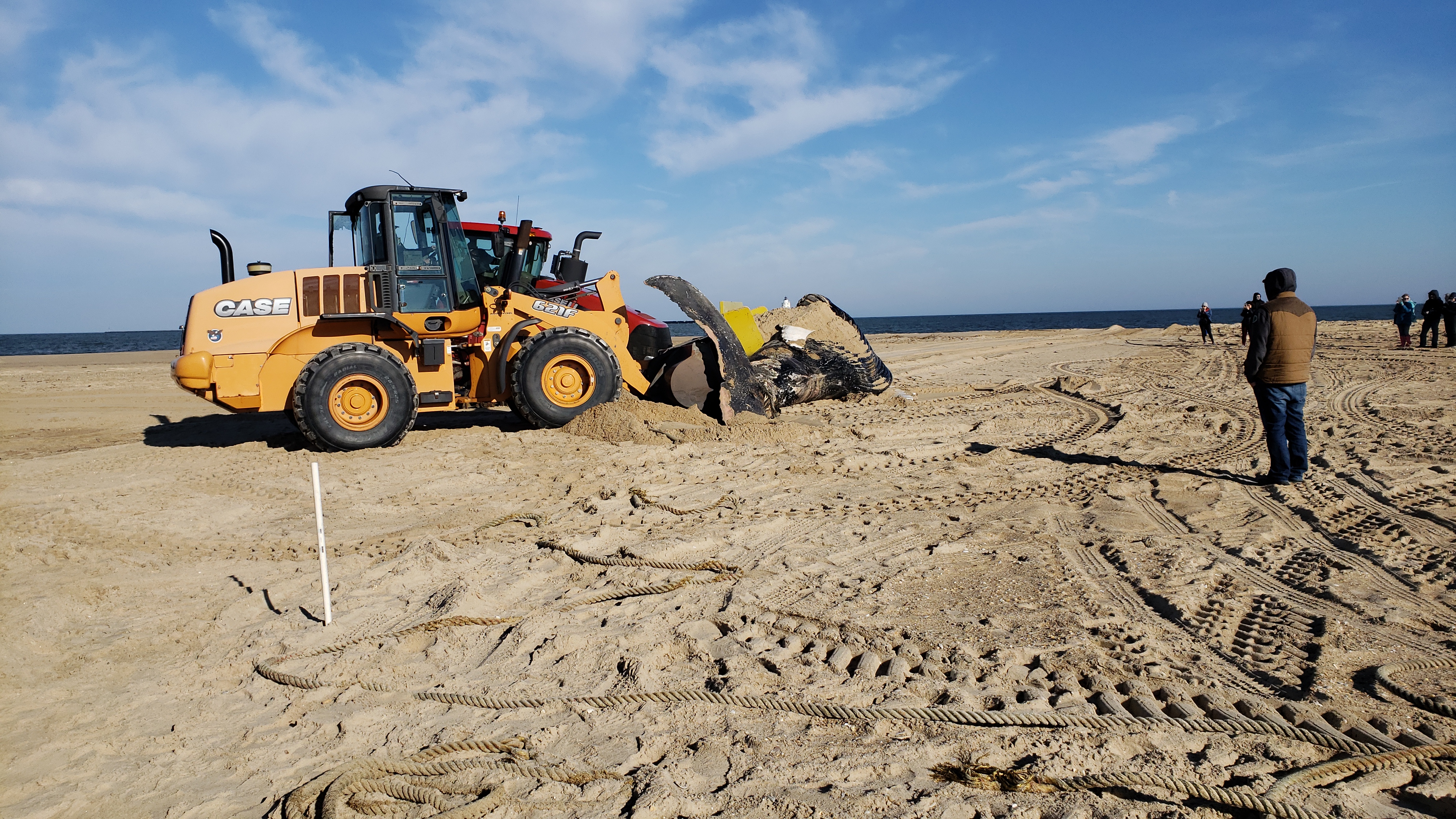 whale, humpback whale, cape henlopen state park, the point, delaware, sussex county, MERR, arine Education, Research and Rehabilitation Institute, atlantic ocean bunker, whale stranding