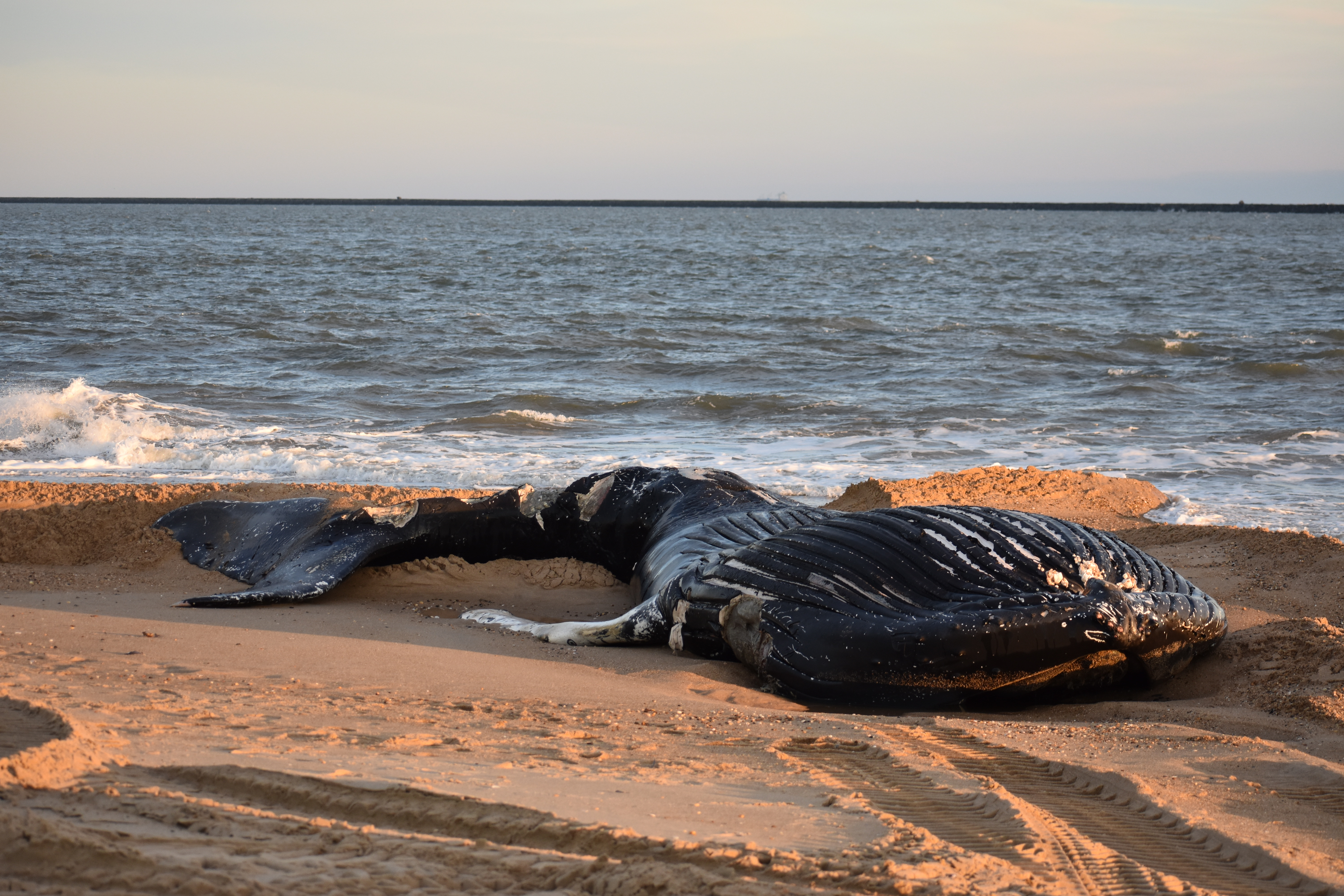 whale, humpback whale, cape henlopen state park, the point, delaware, sussex county, MERR, arine Education, Research and Rehabilitation Institute, atlantic ocean bunker, whale stranding