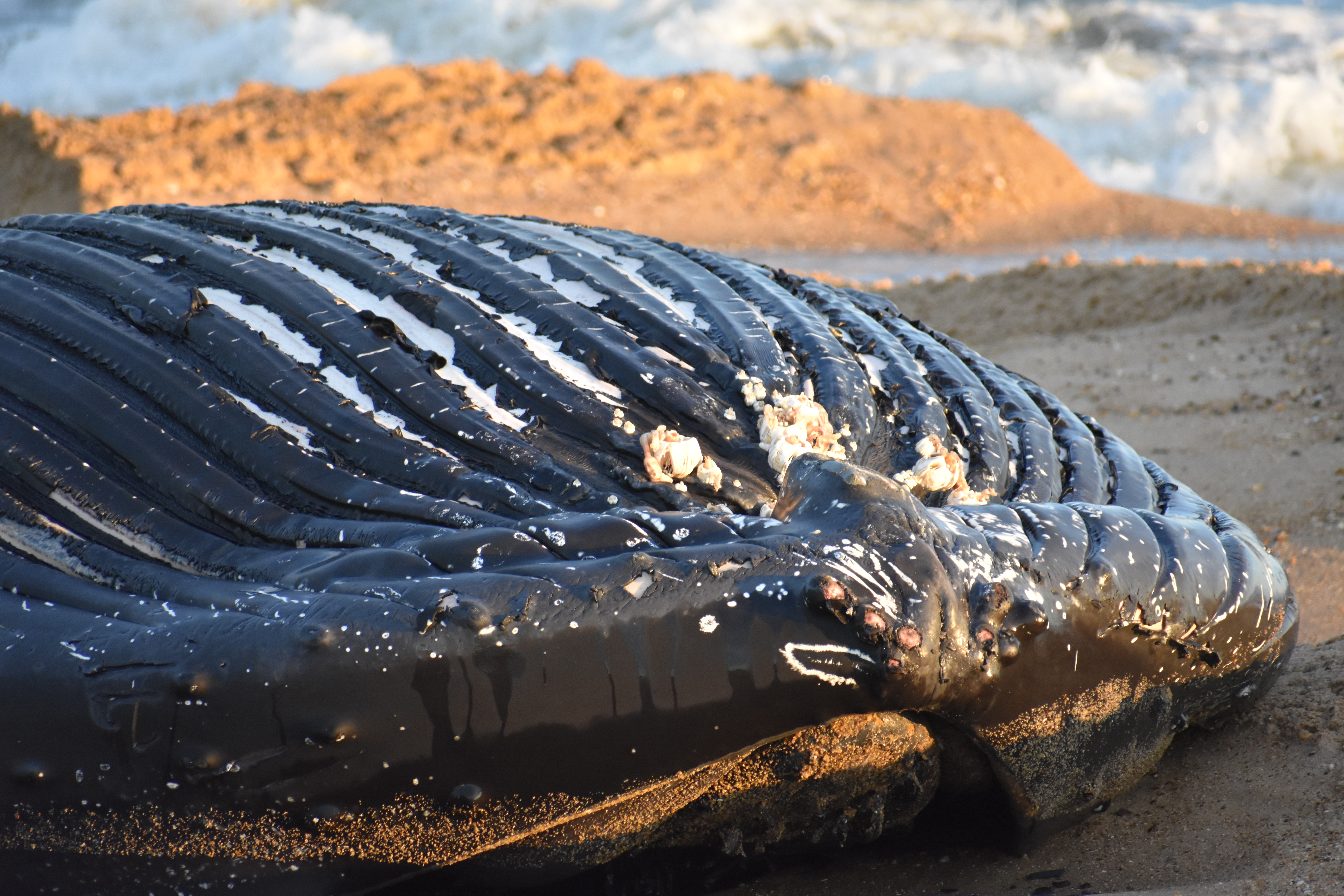 whale, humpback whale, cape henlopen state park, the point, delaware, sussex county, MERR, arine Education, Research and Rehabilitation Institute, atlantic ocean bunker, whale stranding