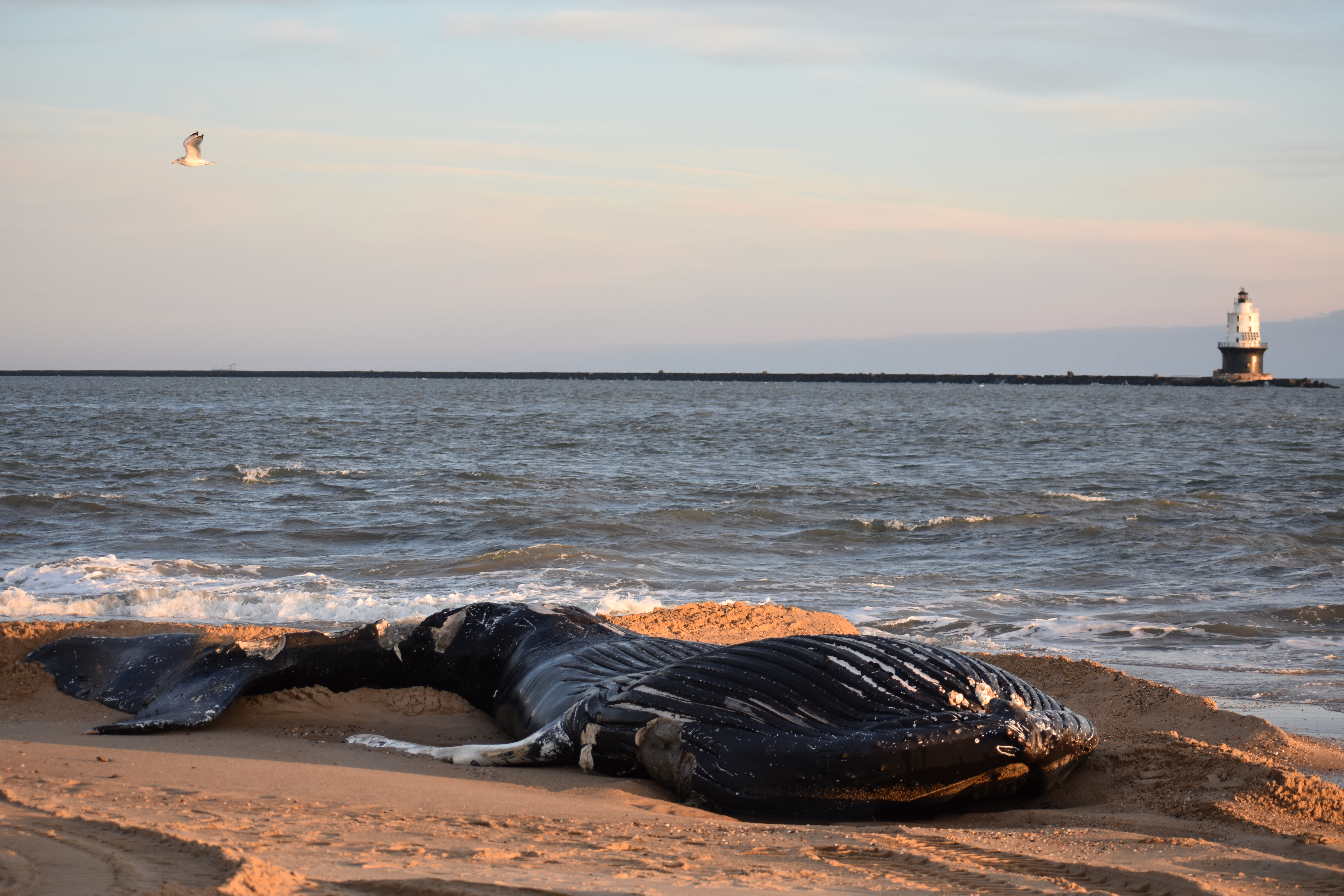 whale, humpback whale, cape henlopen state park, the point, delaware, sussex county, MERR, arine Education, Research and Rehabilitation Institute, atlantic ocean bunker, whale stranding