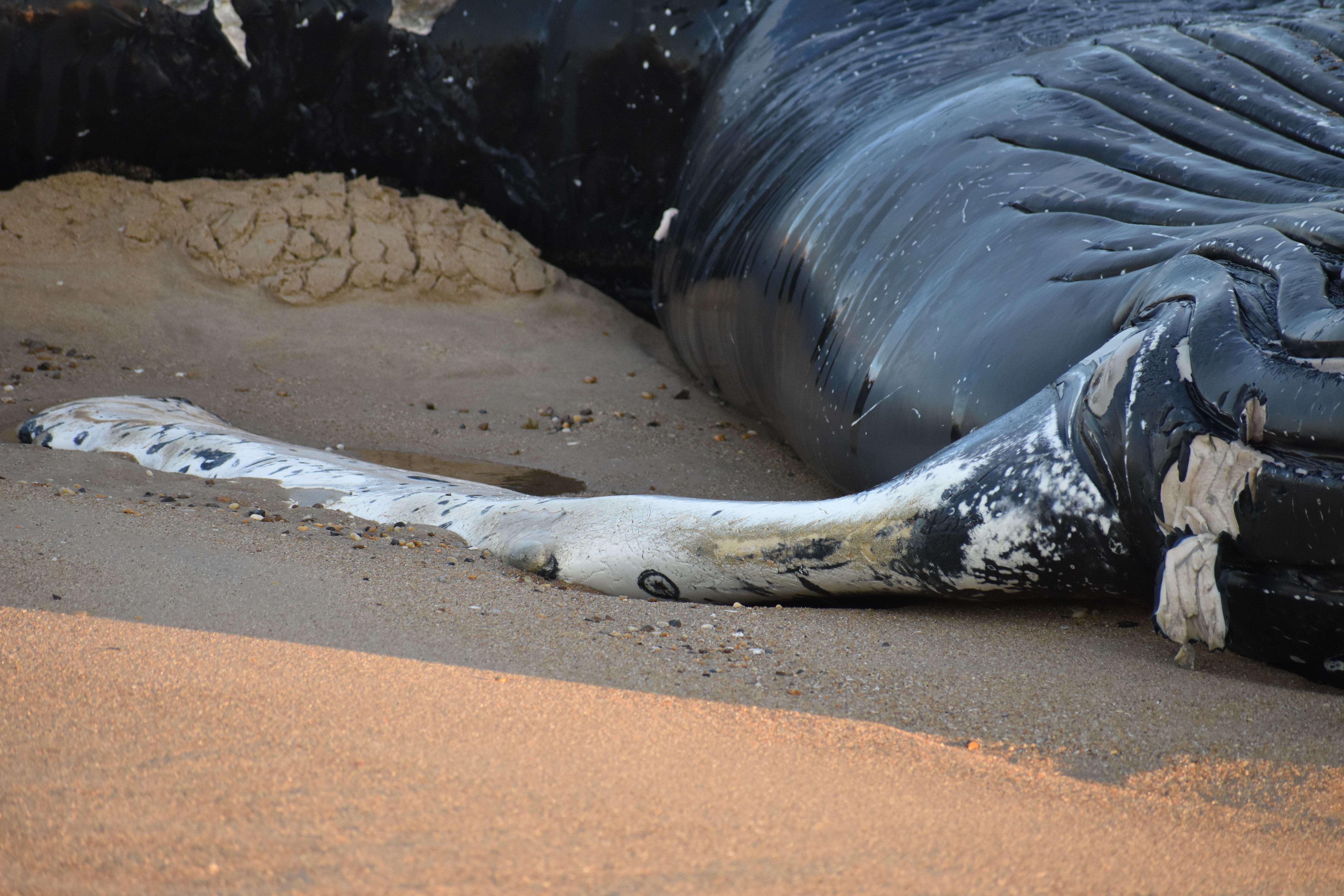 whale, humpback whale, cape henlopen state park, the point, delaware, sussex county, MERR, arine Education, Research and Rehabilitation Institute, atlantic ocean bunker, whale stranding
