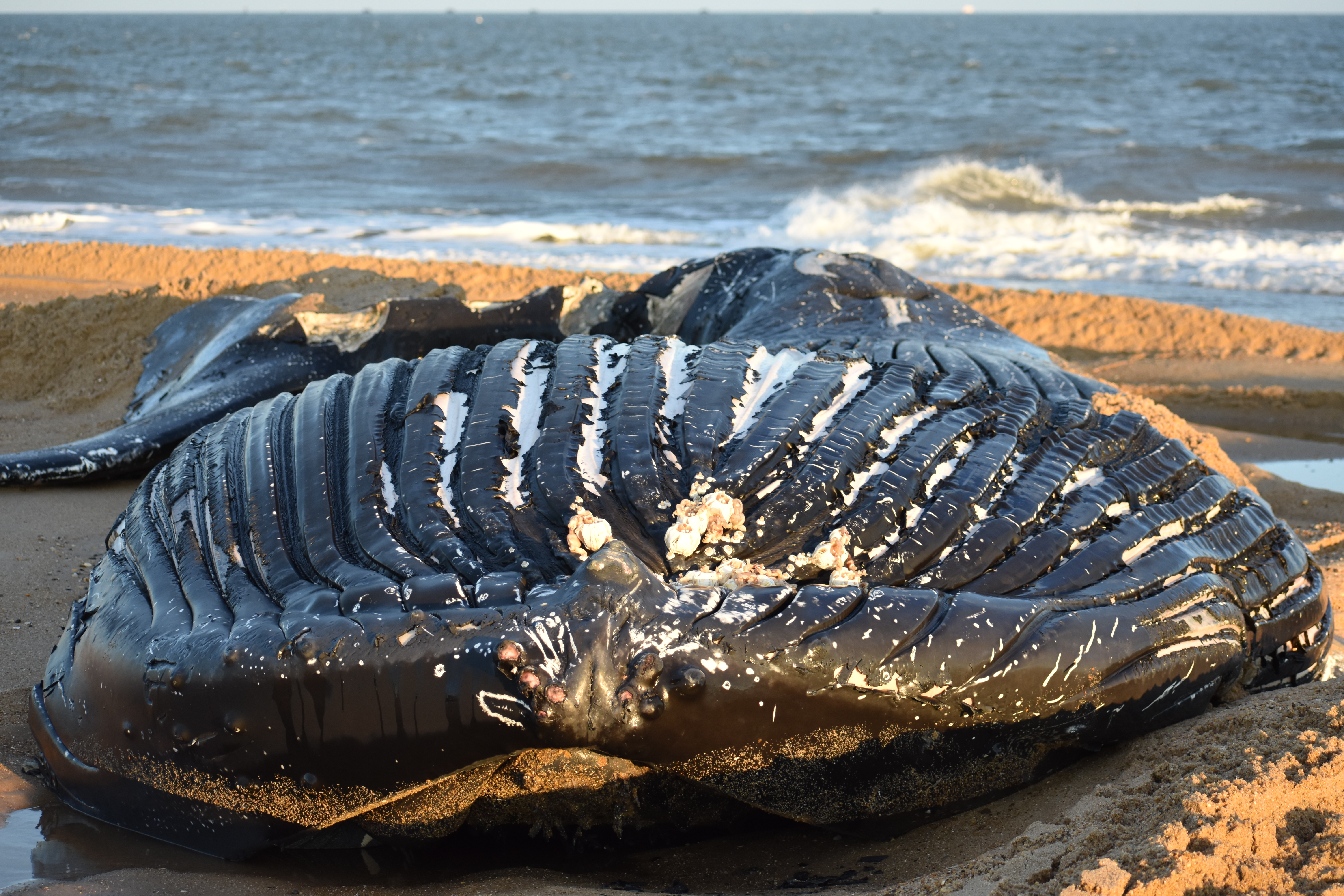 whale, humpback whale, cape henlopen state park, the point, delaware, sussex county, MERR, arine Education, Research and Rehabilitation Institute, atlantic ocean bunker, whale stranding