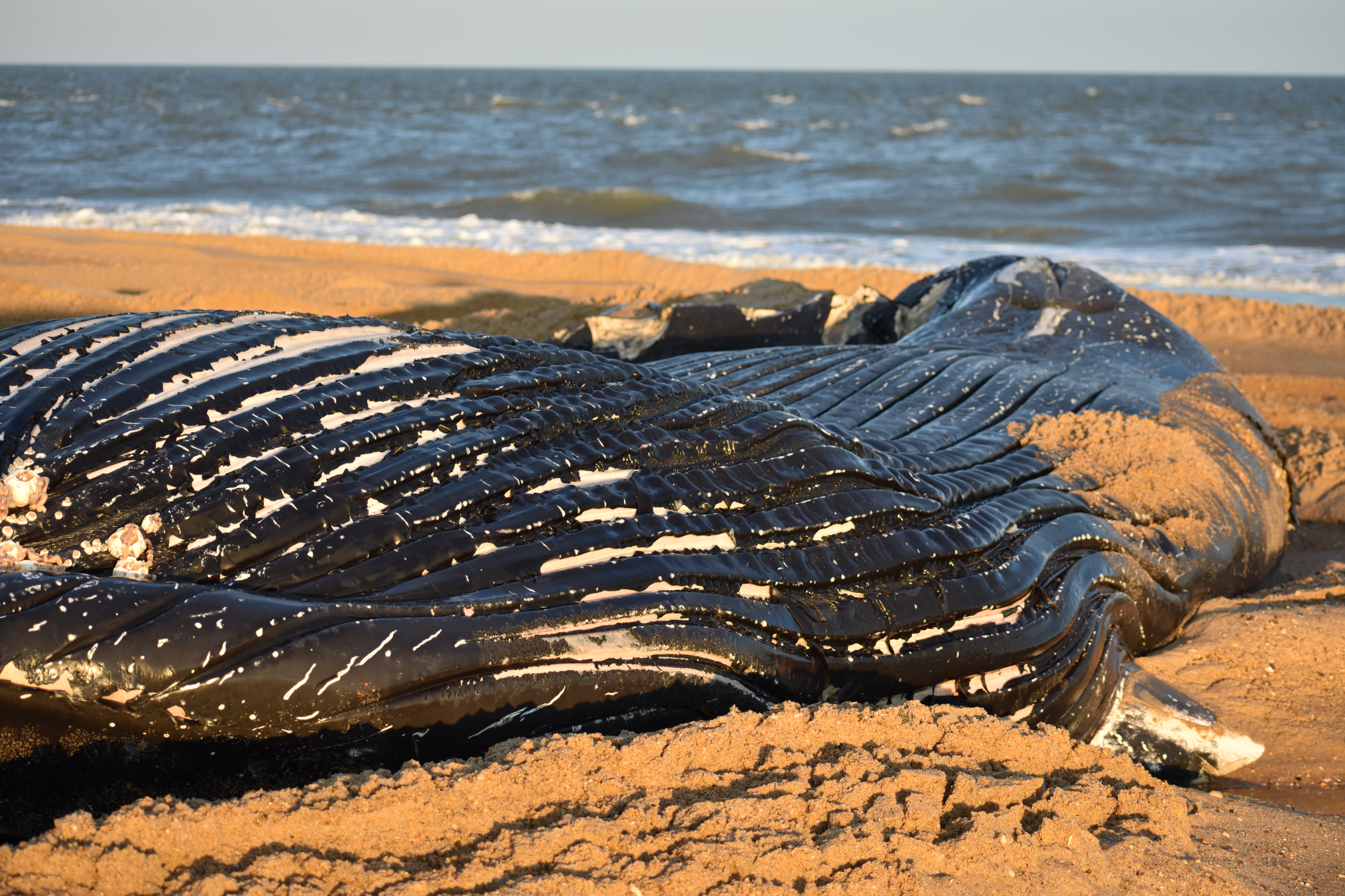 whale, humpback whale, cape henlopen state park, the point, delaware, sussex county, MERR, arine Education, Research and Rehabilitation Institute, atlantic ocean bunker, whale stranding
