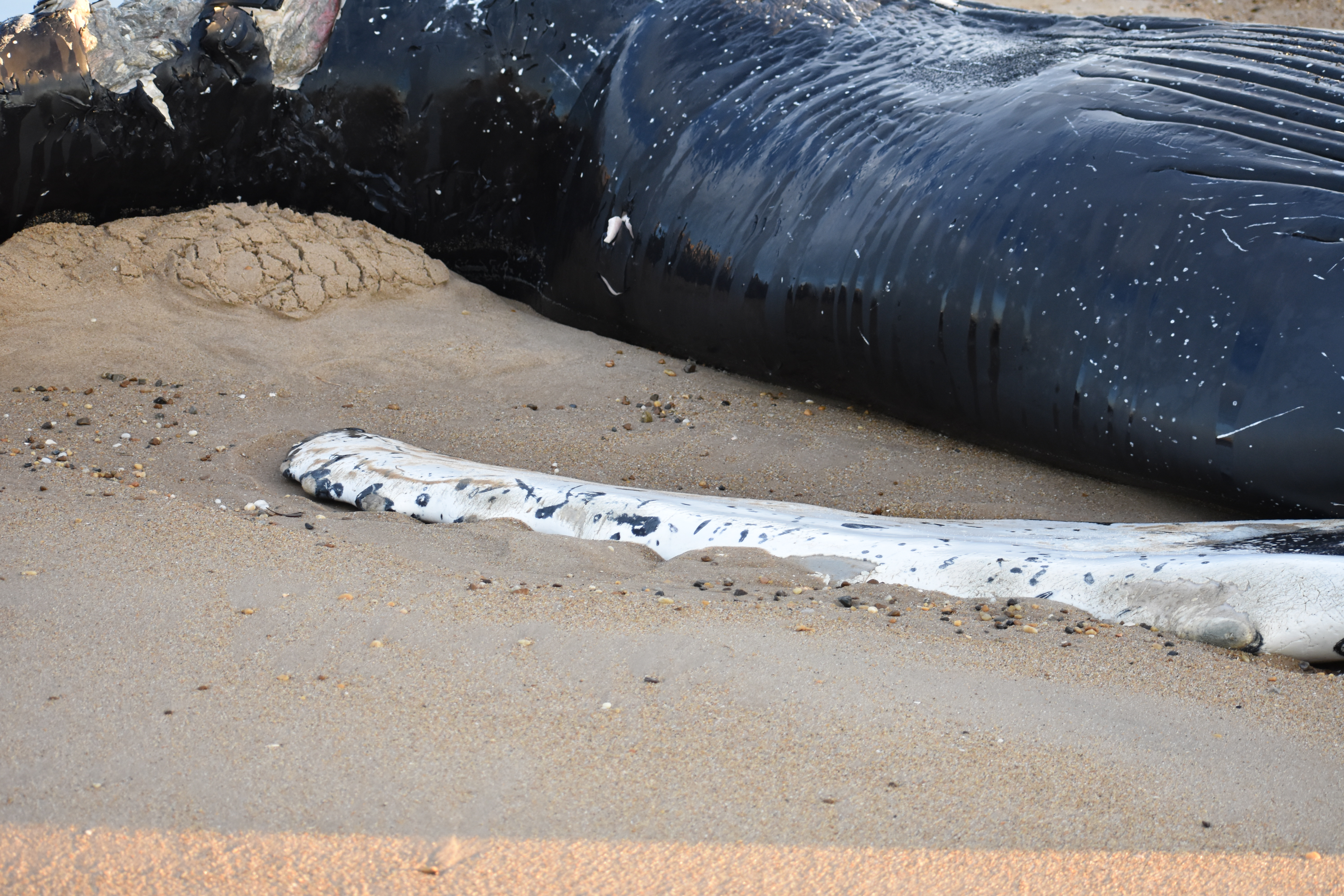 whale, humpback whale, cape henlopen state park, the point, delaware, sussex county, MERR, arine Education, Research and Rehabilitation Institute, atlantic ocean bunker, whale stranding