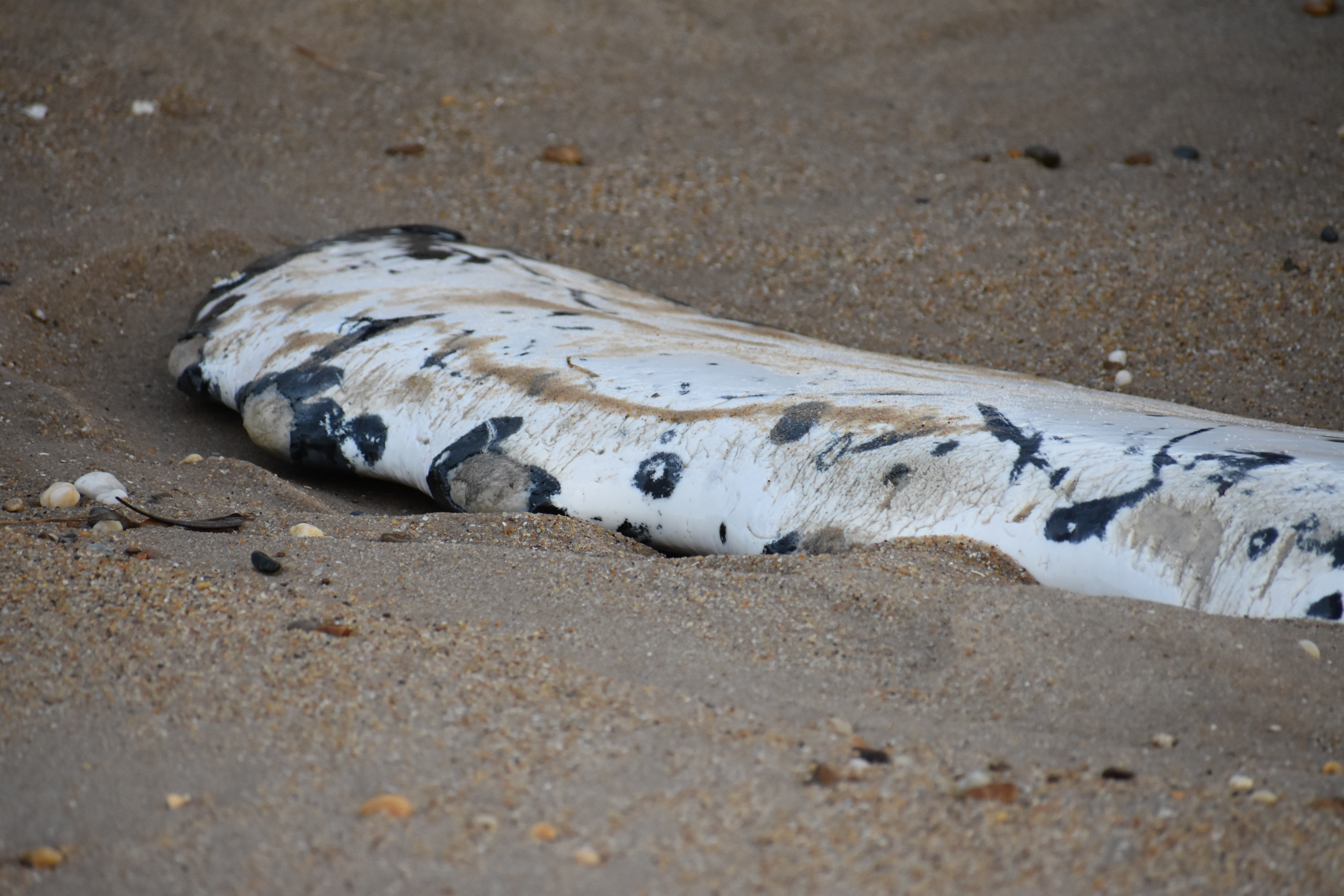whale, humpback whale, cape henlopen state park, the point, delaware, sussex county, MERR, arine Education, Research and Rehabilitation Institute, atlantic ocean bunker, whale stranding