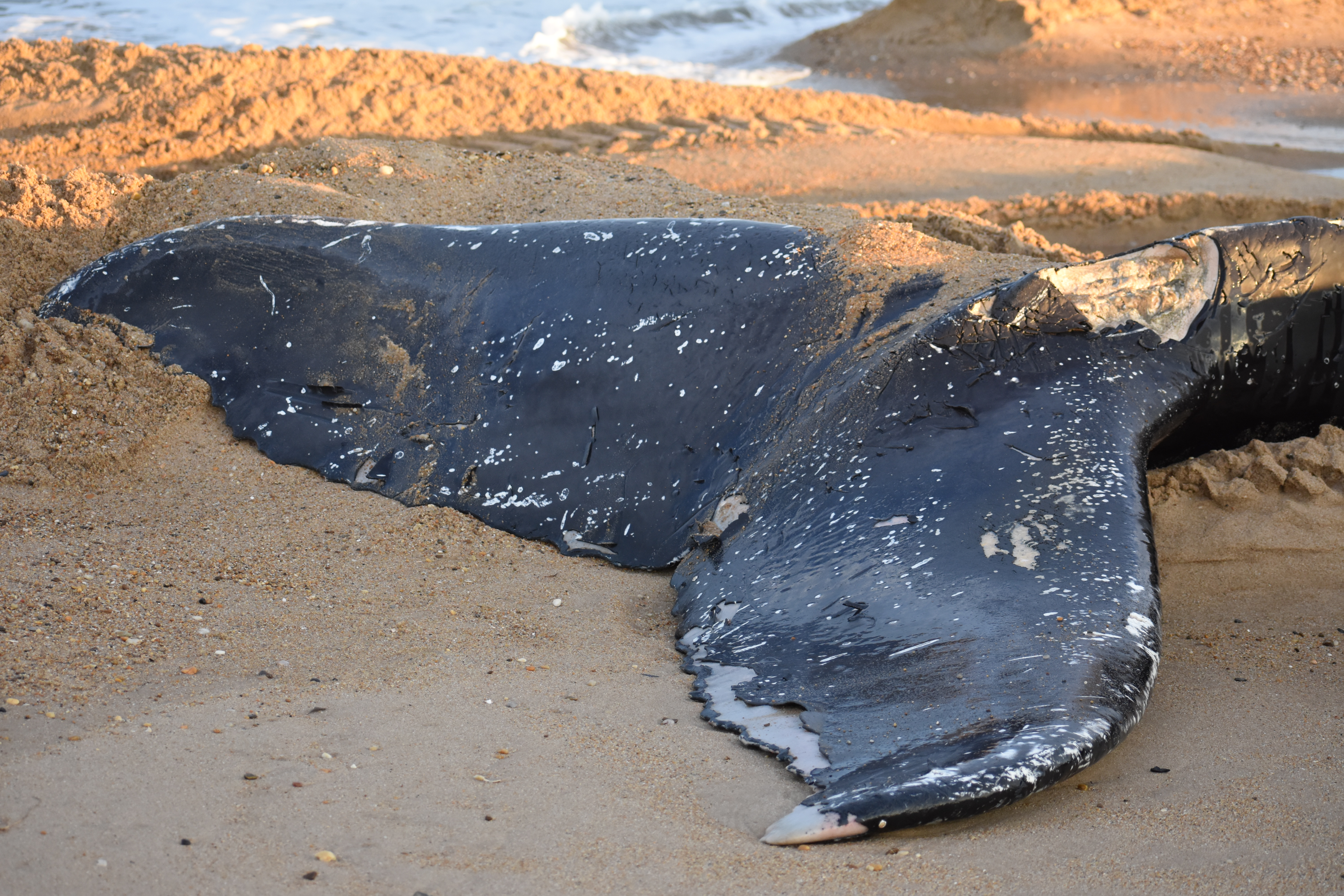 whale, humpback whale, cape henlopen state park, the point, delaware, sussex county, MERR, arine Education, Research and Rehabilitation Institute, atlantic ocean bunker, whale stranding