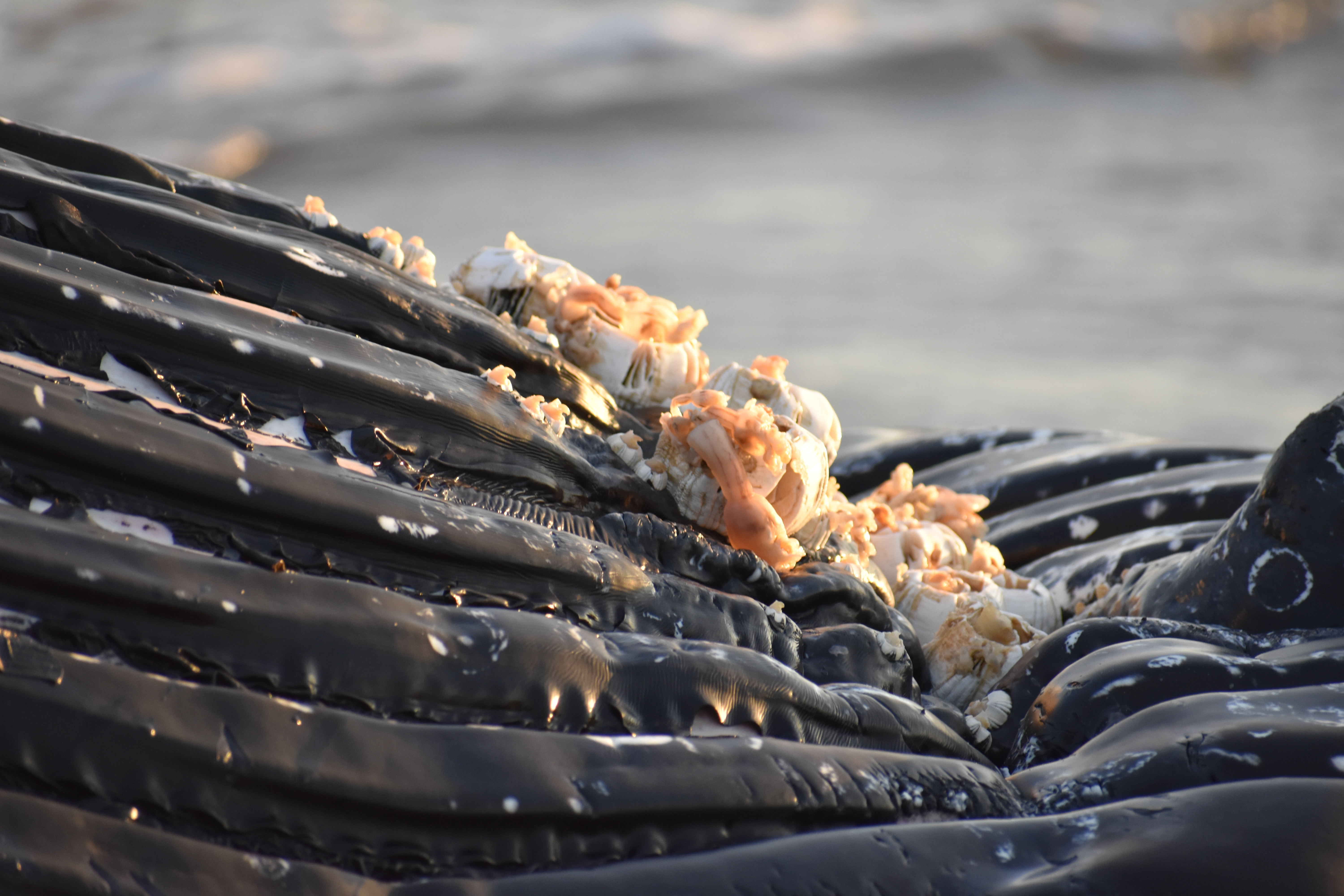 whale, humpback whale, cape henlopen state park, the point, delaware, sussex county, MERR, arine Education, Research and Rehabilitation Institute, atlantic ocean bunker, whale stranding