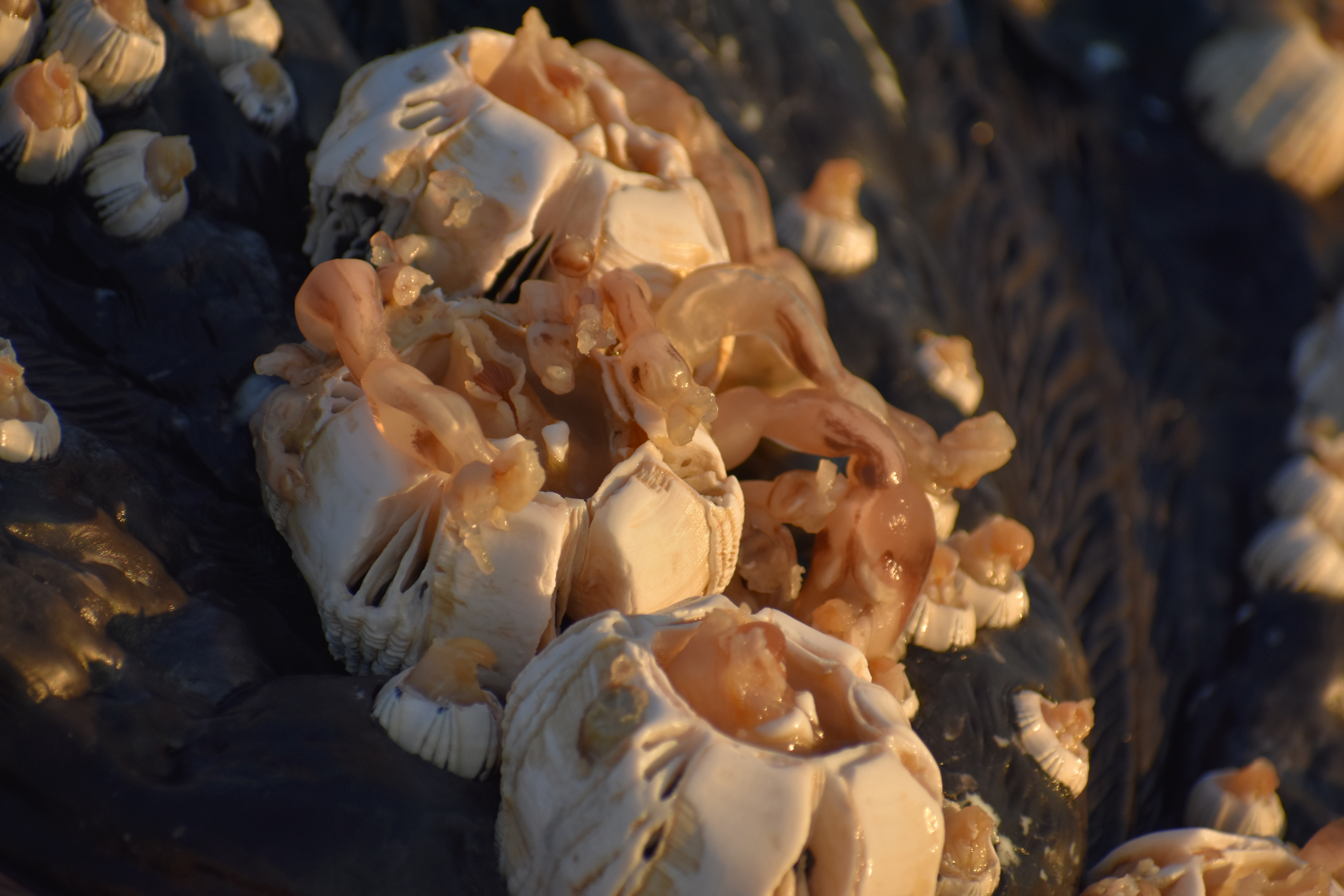 whale, humpback whale, cape henlopen state park, the point, delaware, sussex county, MERR, arine Education, Research and Rehabilitation Institute, atlantic ocean bunker, whale stranding