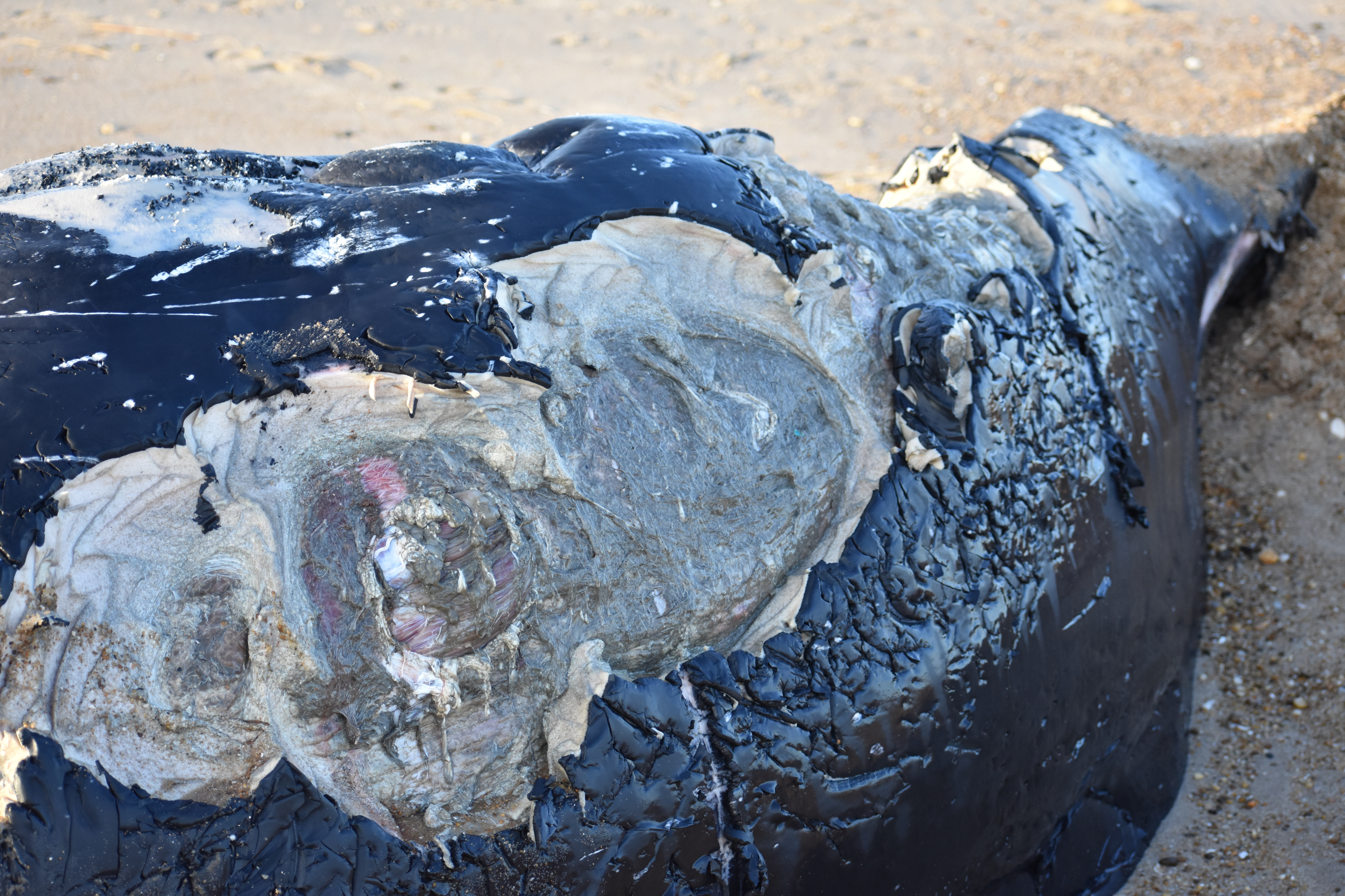whale, humpback whale, cape henlopen state park, the point, delaware, sussex county, MERR, arine Education, Research and Rehabilitation Institute, atlantic ocean bunker, whale stranding