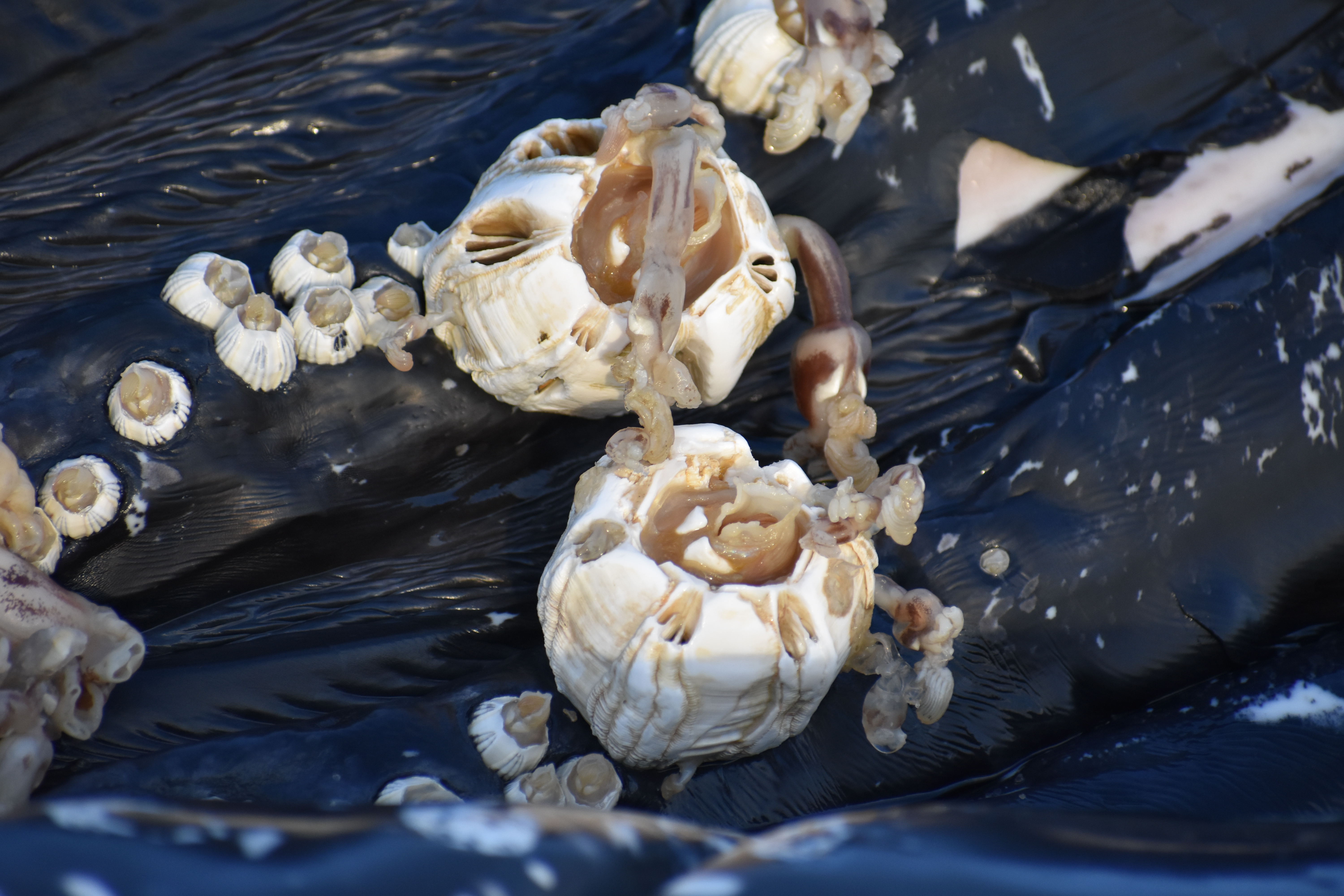 whale, humpback whale, cape henlopen state park, the point, delaware, sussex county, MERR, arine Education, Research and Rehabilitation Institute, atlantic ocean bunker, whale stranding