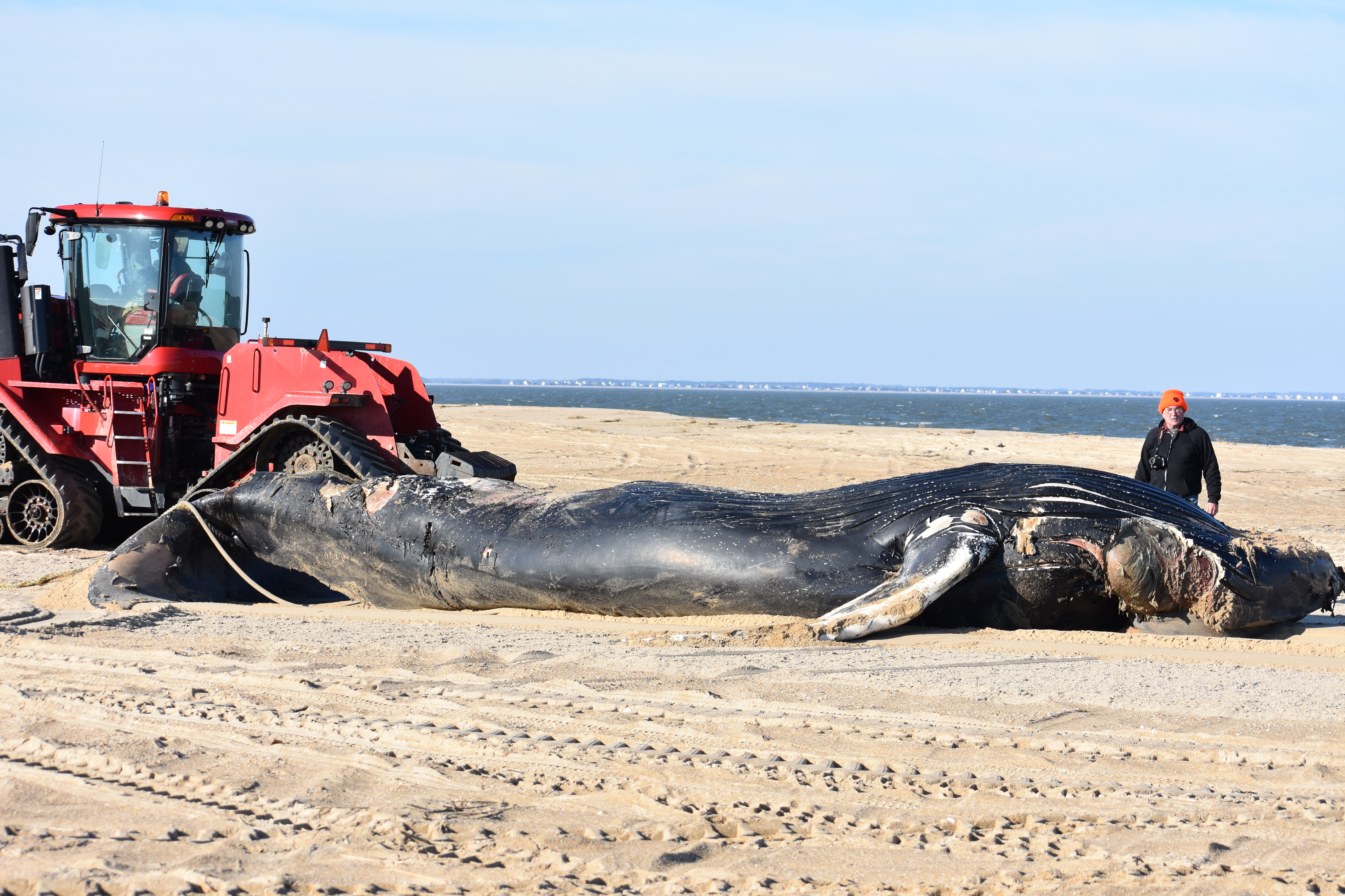 whale, humpback whale, cape henlopen state park, the point, delaware, sussex county, MERR, arine Education, Research and Rehabilitation Institute, atlantic ocean bunker, whale stranding