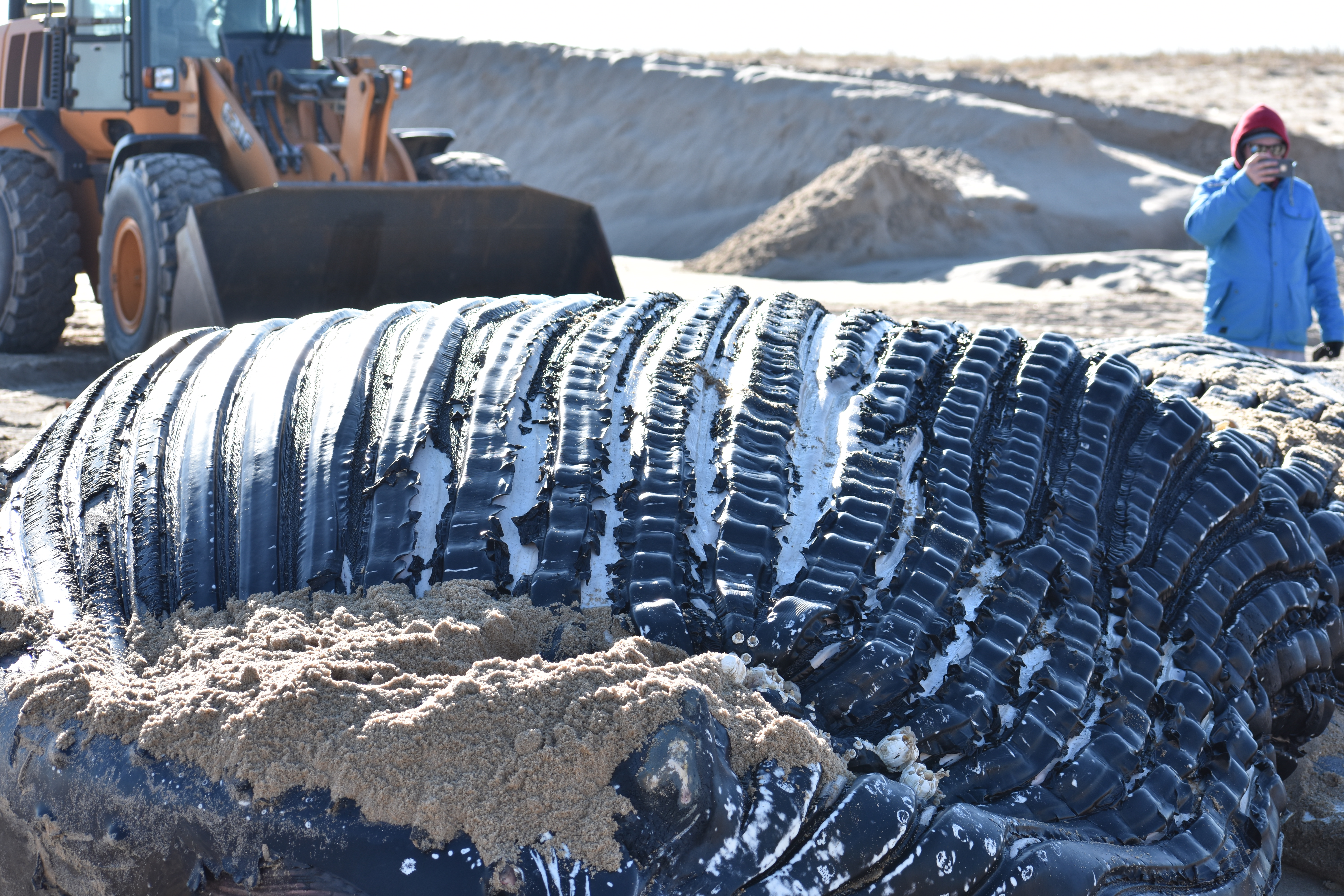 whale, humpback whale, cape henlopen state park, the point, delaware, sussex county, MERR, arine Education, Research and Rehabilitation Institute, atlantic ocean bunker, whale stranding