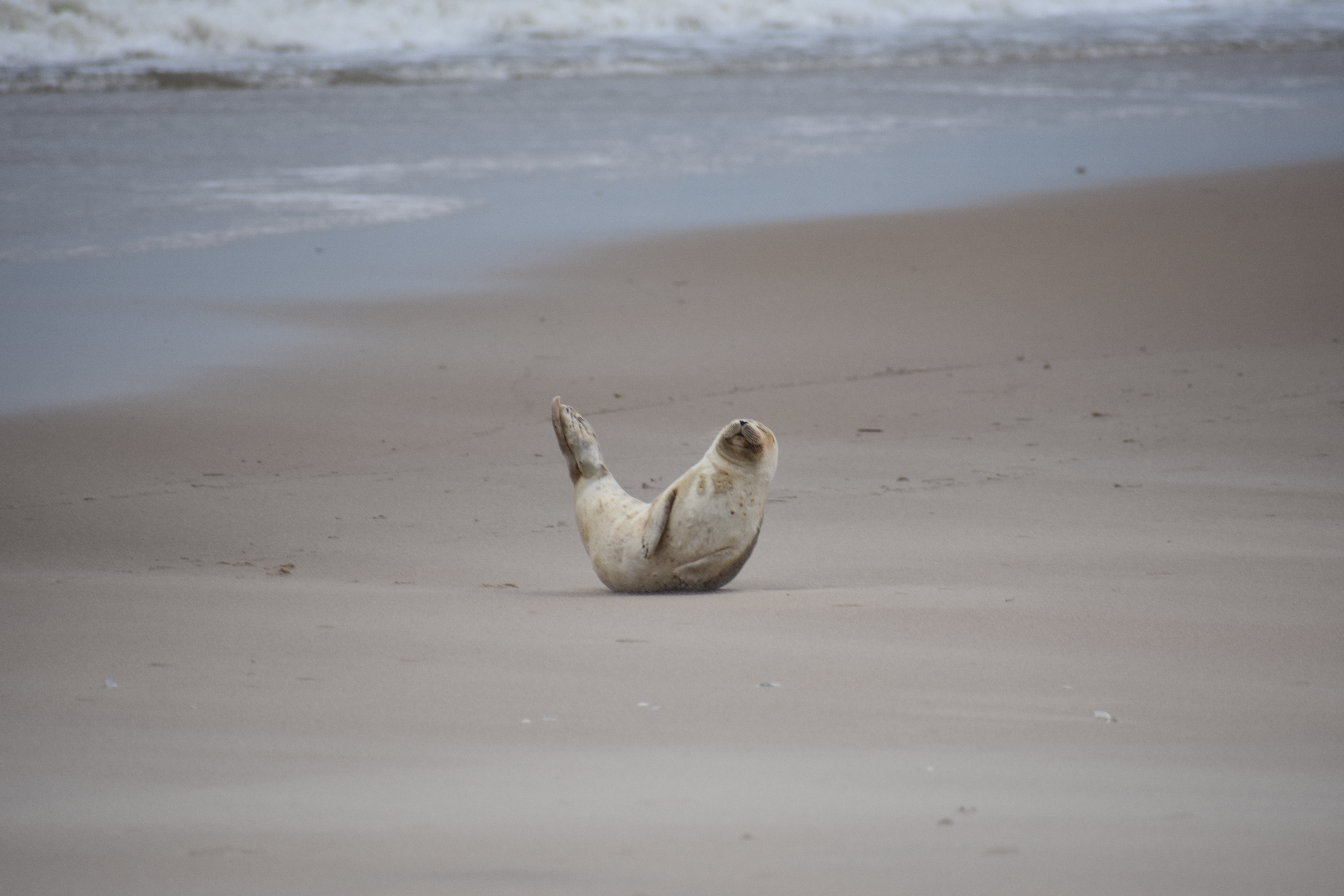 MERR institute, harp seal, delaware seashore state park, tower beach, migratory mammals, Marine Education Research Rehabilitation Institute, seals in delaware, sussex county