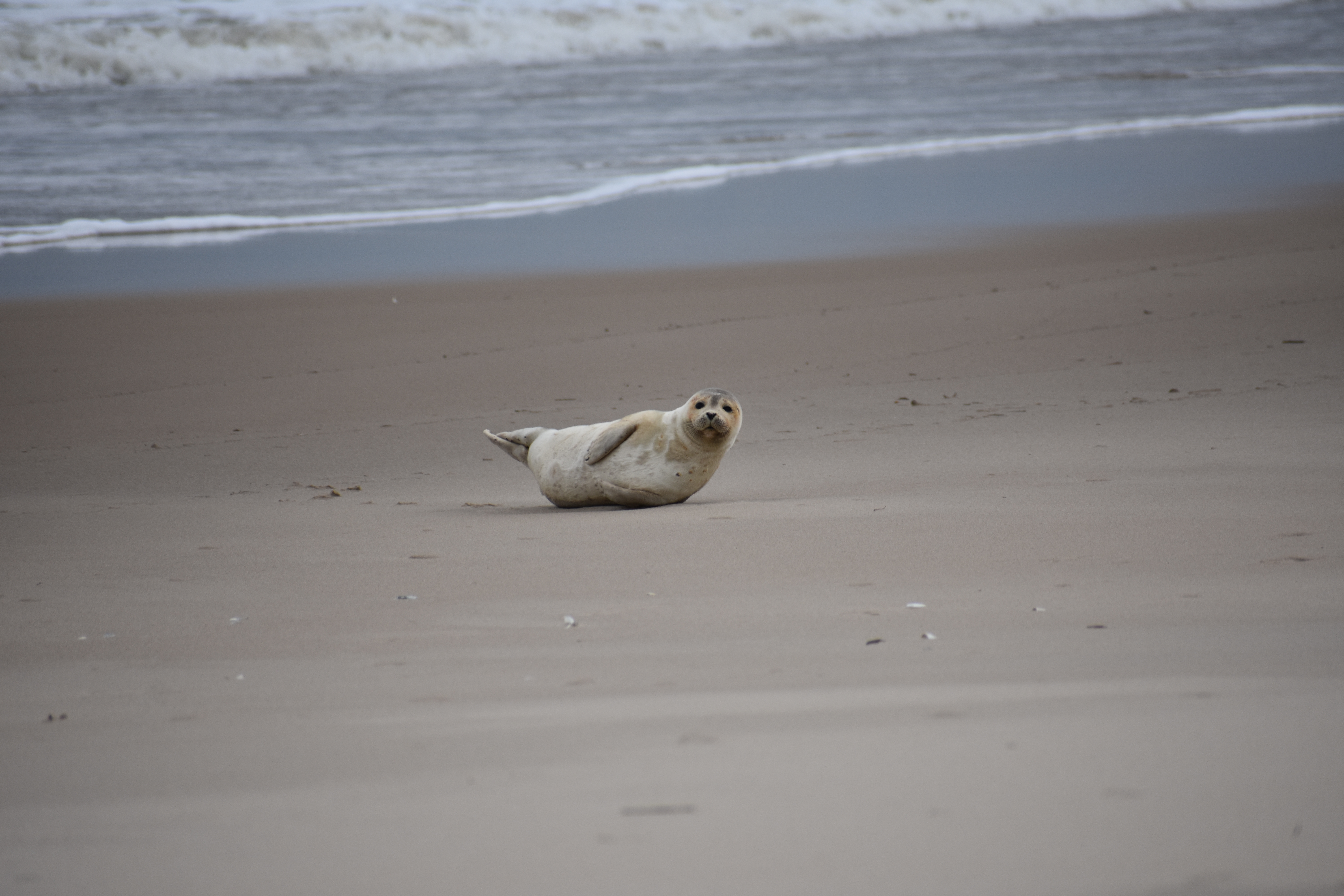 MERR institute, harp seal, delaware seashore state park, tower beach, migratory mammals, Marine Education Research Rehabilitation Institute, seals in delaware, sussex county