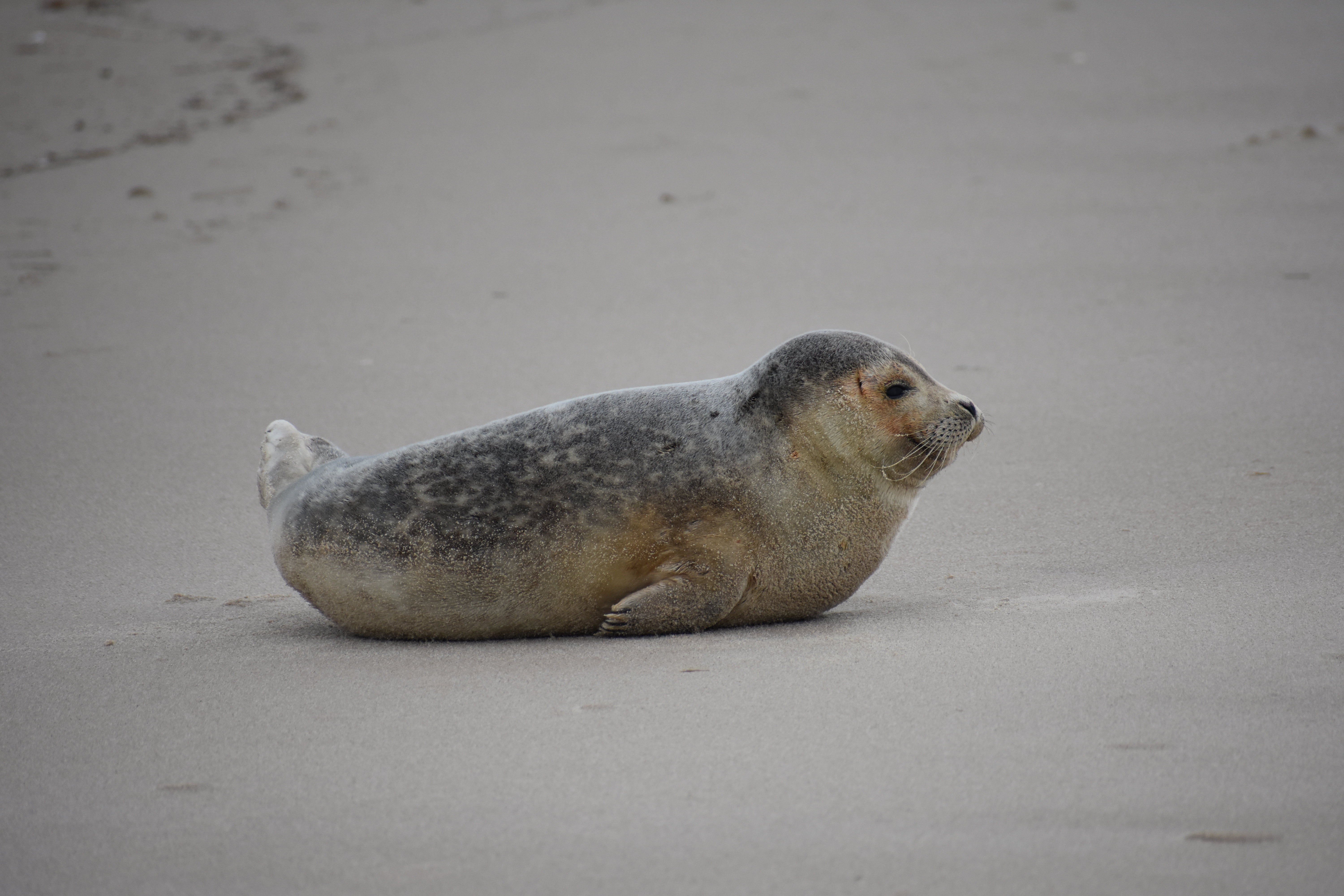 MERR institute, harp seal, delaware seashore state park, tower beach, migratory mammals, Marine Education Research Rehabilitation Institute, seals in delaware, sussex county