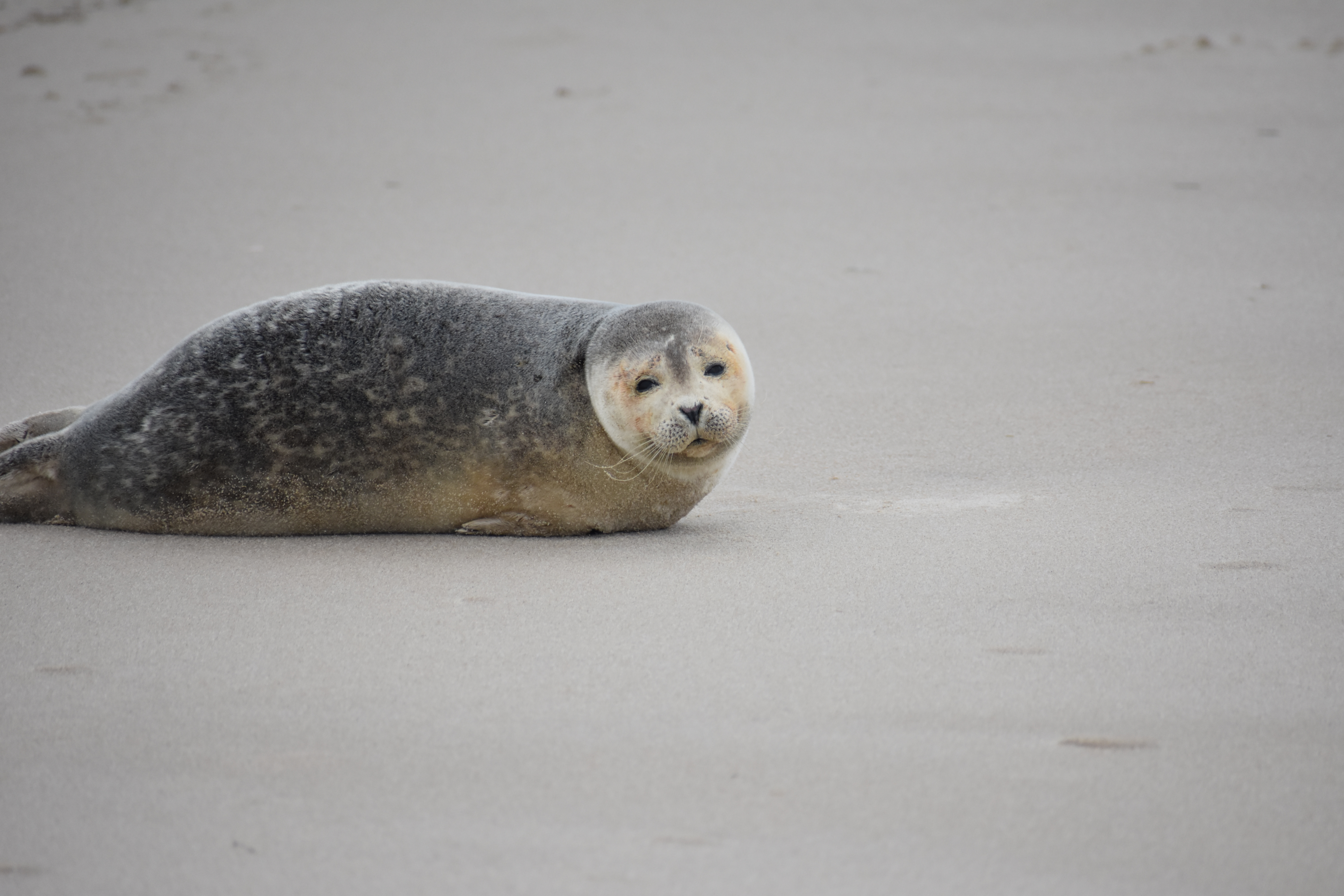 MERR institute, harp seal, delaware seashore state park, tower beach, migratory mammals, Marine Education Research Rehabilitation Institute, seals in delaware, sussex county