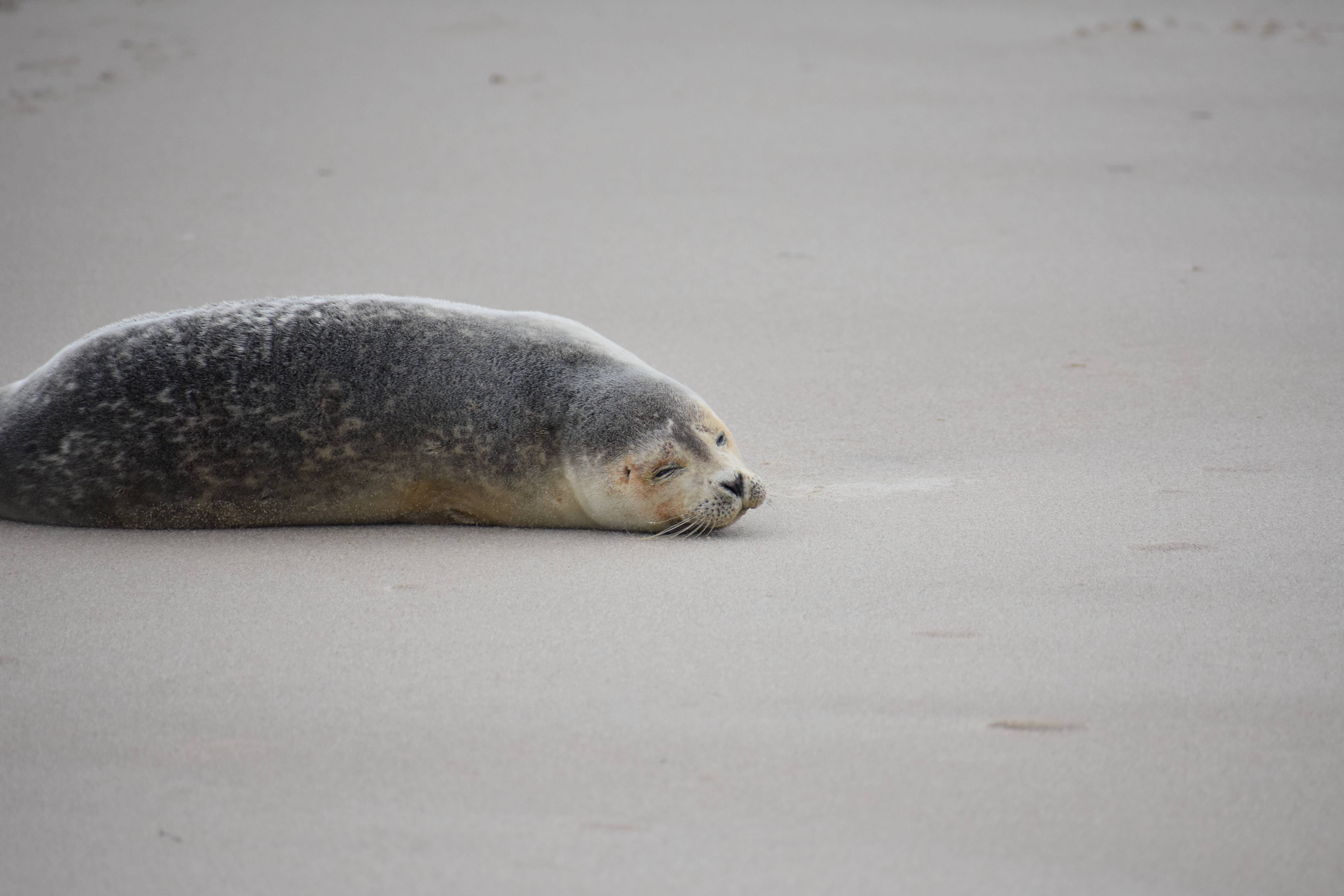 MERR institute, harp seal, delaware seashore state park, tower beach, migratory mammals, Marine Education Research Rehabilitation Institute, seals in delaware, sussex county