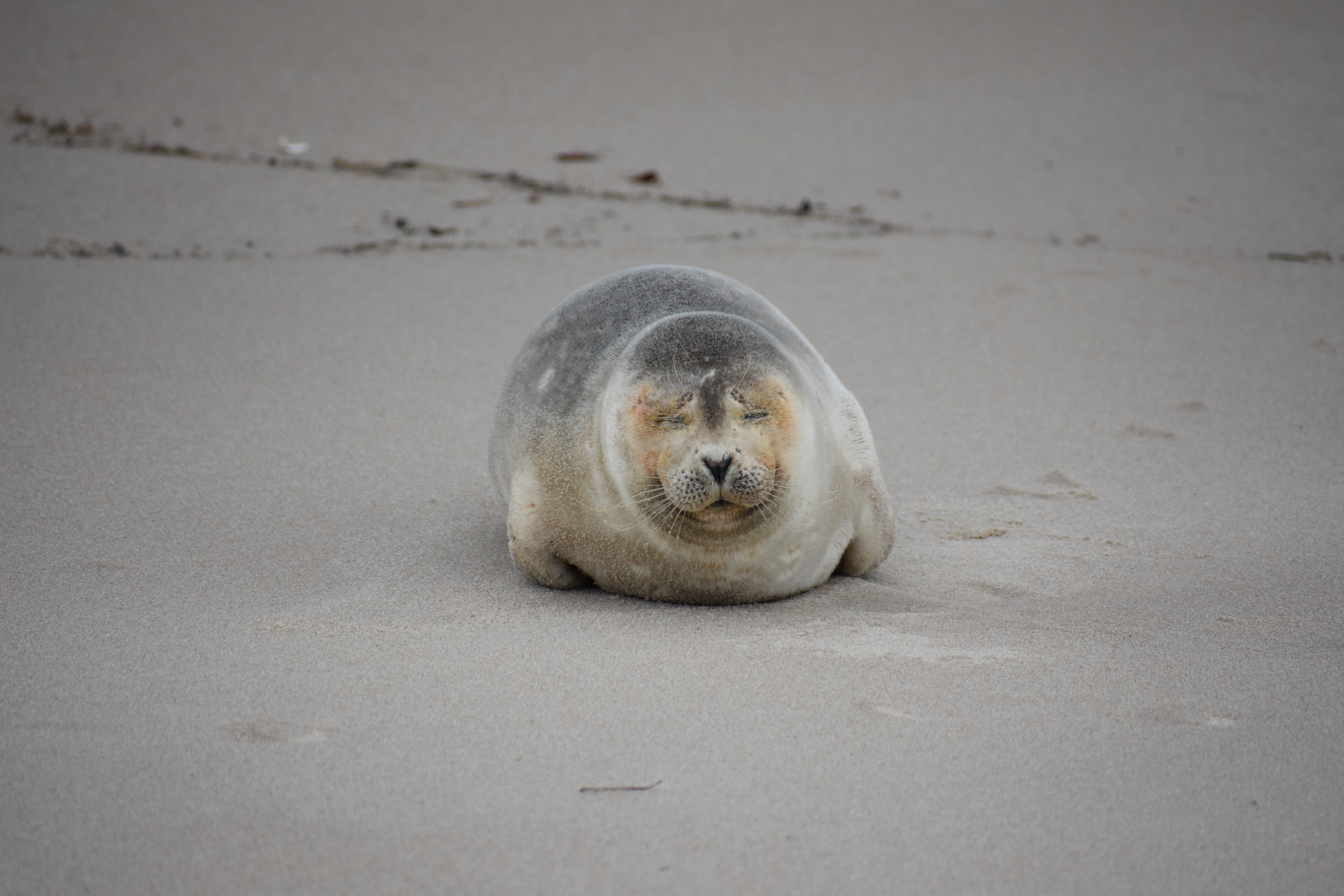 MERR institute, harp seal, delaware seashore state park, tower beach, migratory mammals, Marine Education Research Rehabilitation Institute, seals in delaware, sussex county