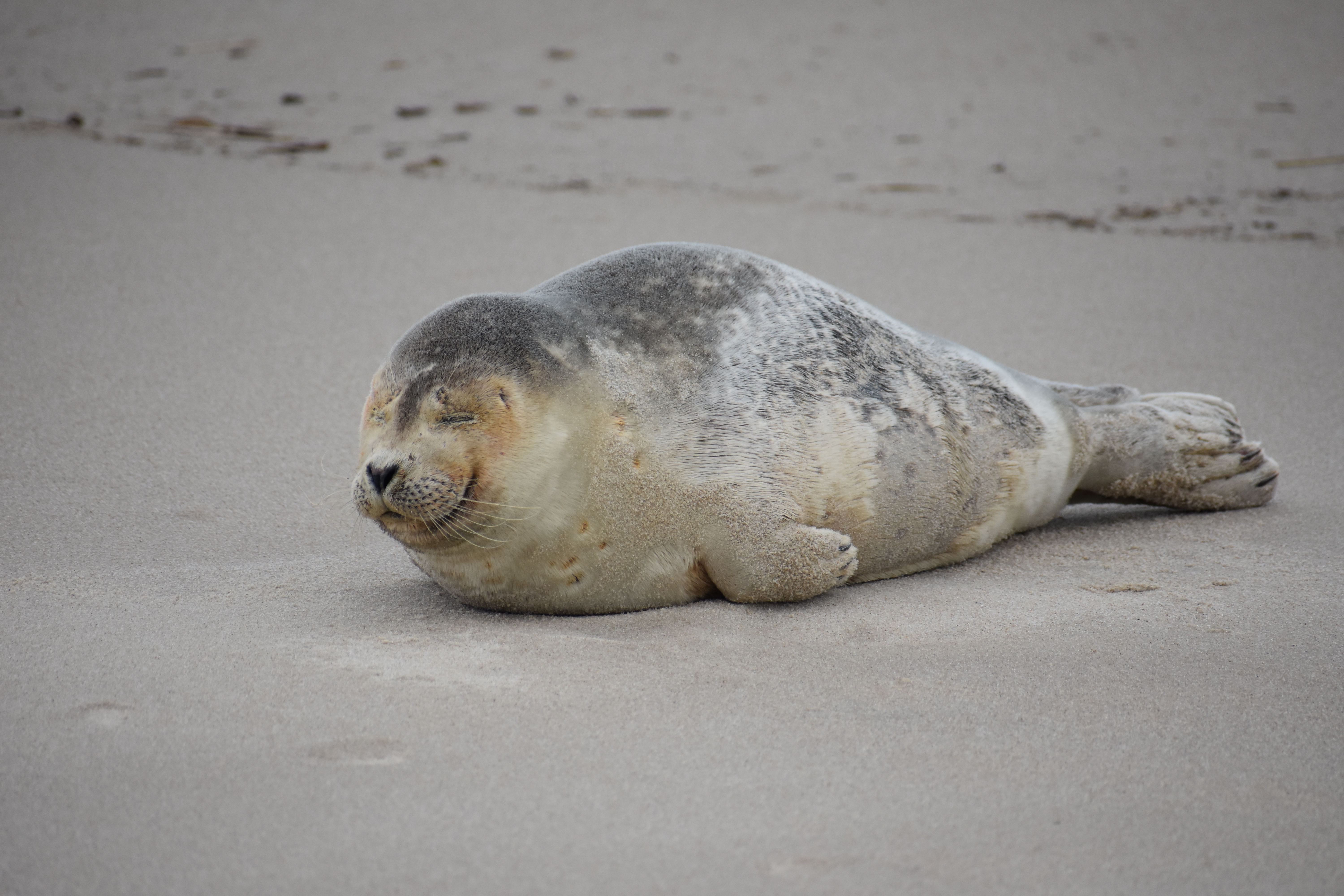 MERR institute, harp seal, delaware seashore state park, tower beach, migratory mammals, Marine Education Research Rehabilitation Institute, seals in delaware, sussex county