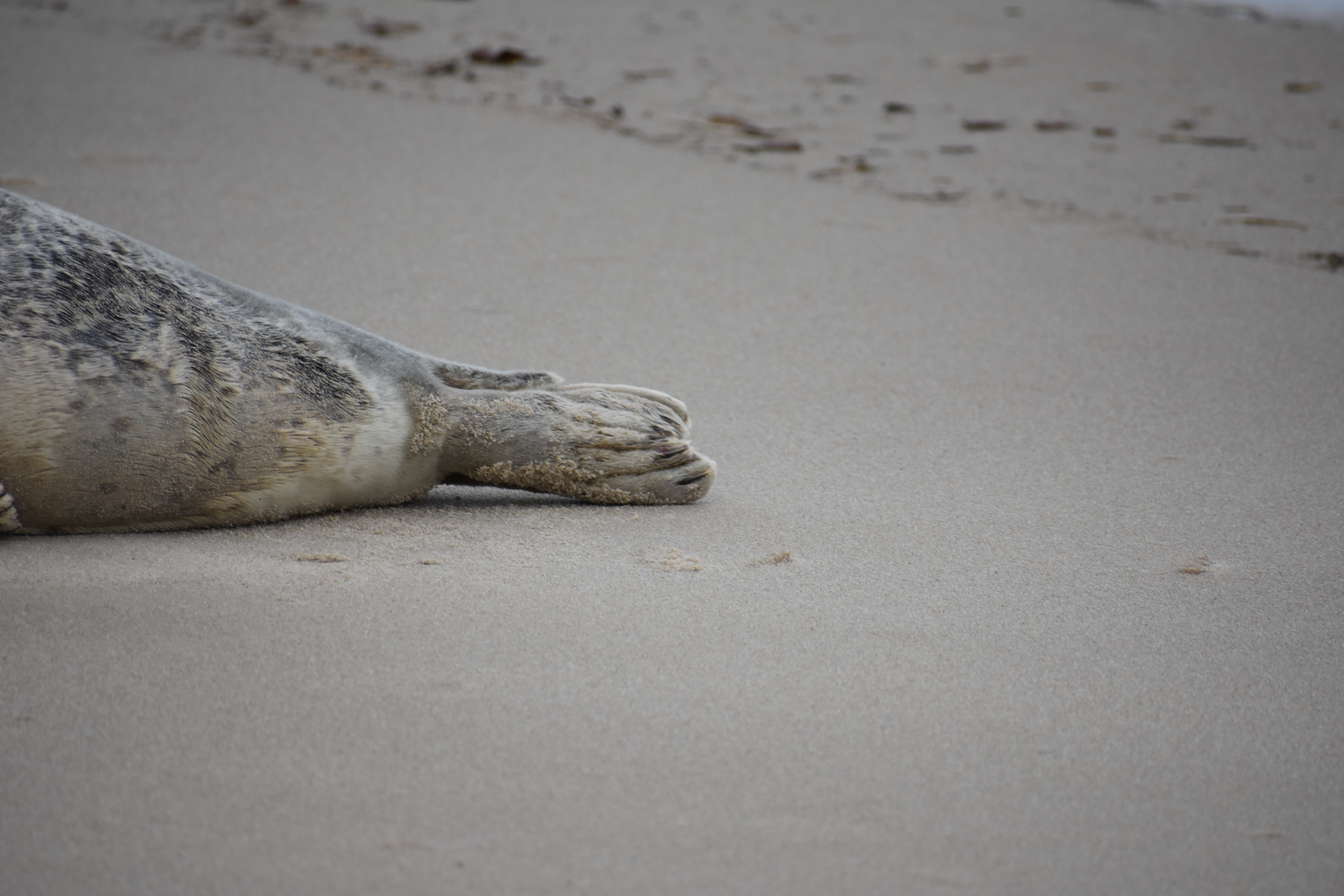 MERR institute, harp seal, delaware seashore state park, tower beach, migratory mammals, Marine Education Research Rehabilitation Institute, seals in delaware, sussex county