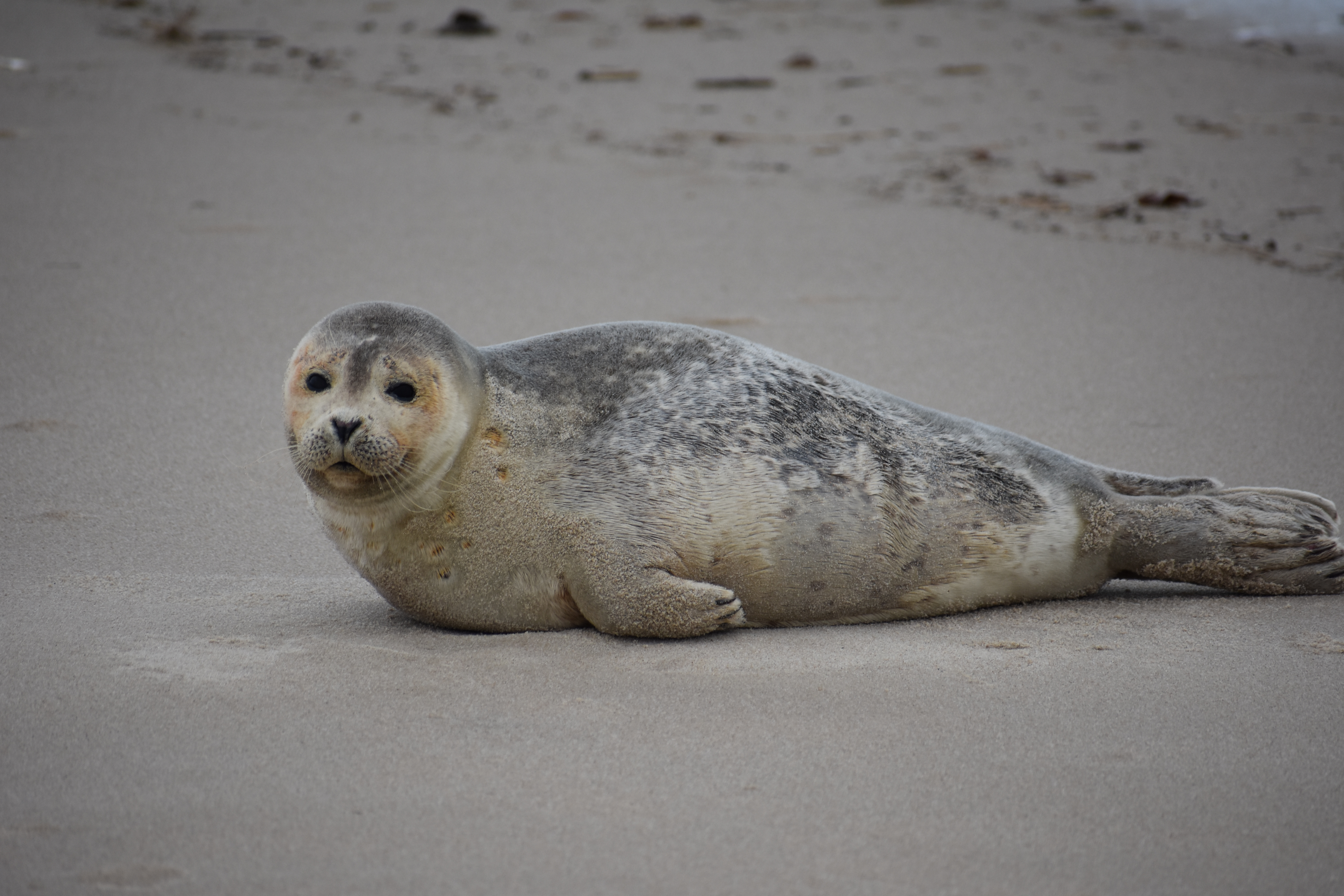 MERR institute, harp seal, delaware seashore state park, tower beach, migratory mammals, Marine Education Research Rehabilitation Institute, seals in delaware, sussex county