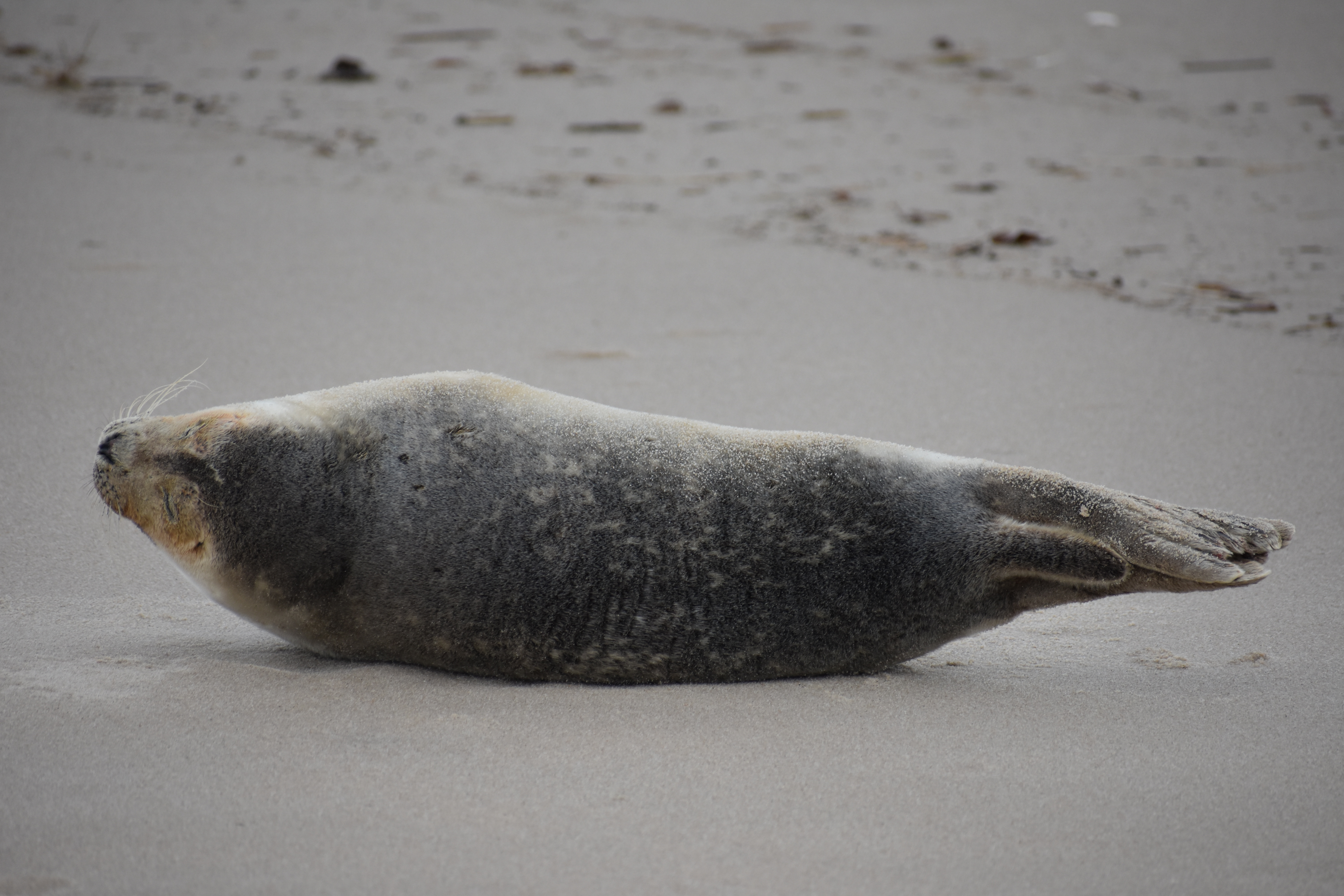 MERR institute, harp seal, delaware seashore state park, tower beach, migratory mammals, Marine Education Research Rehabilitation Institute, seals in delaware, sussex county