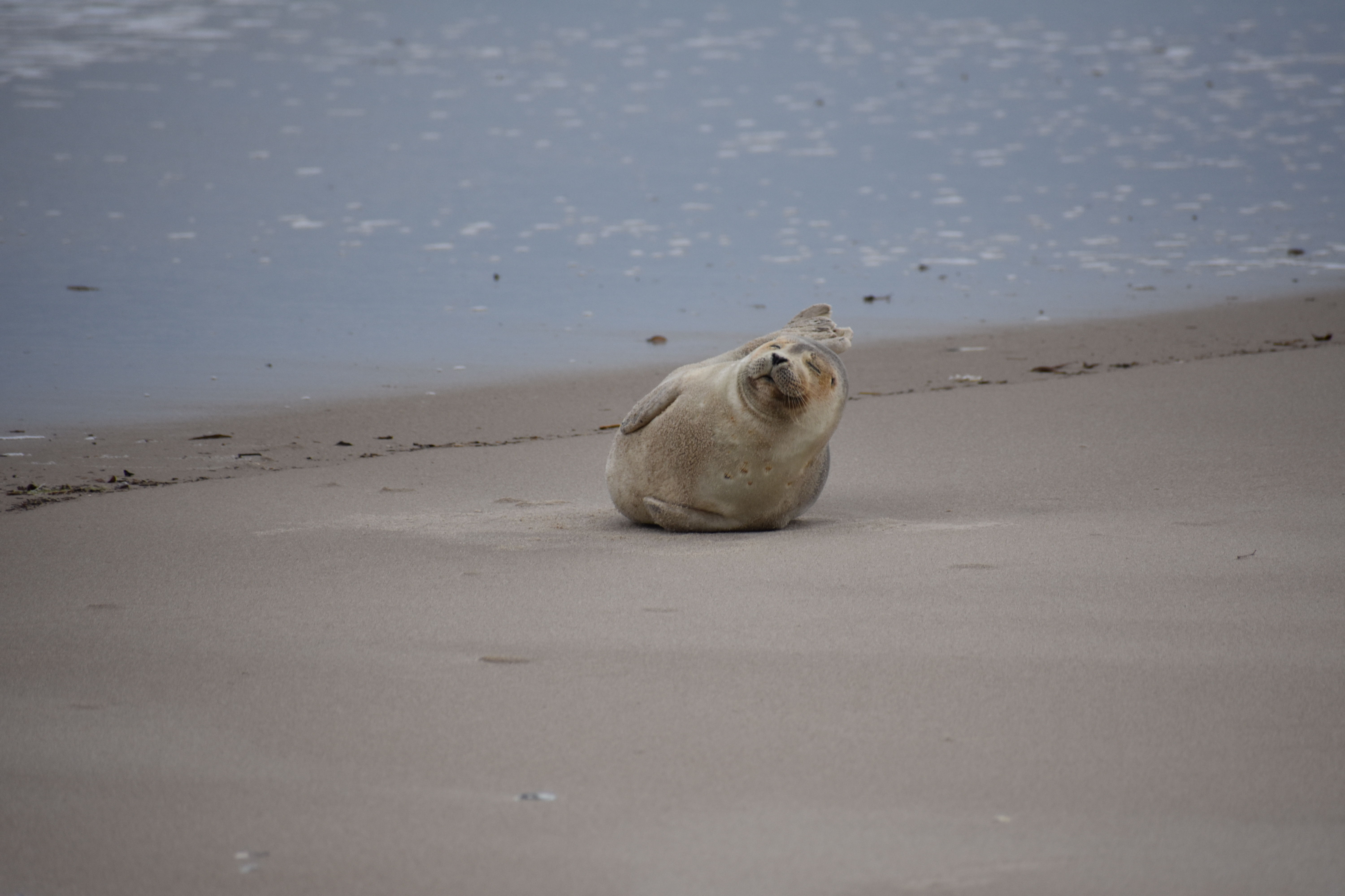 MERR institute, harp seal, delaware seashore state park, tower beach, migratory mammals, Marine Education Research Rehabilitation Institute, seals in delaware, sussex county