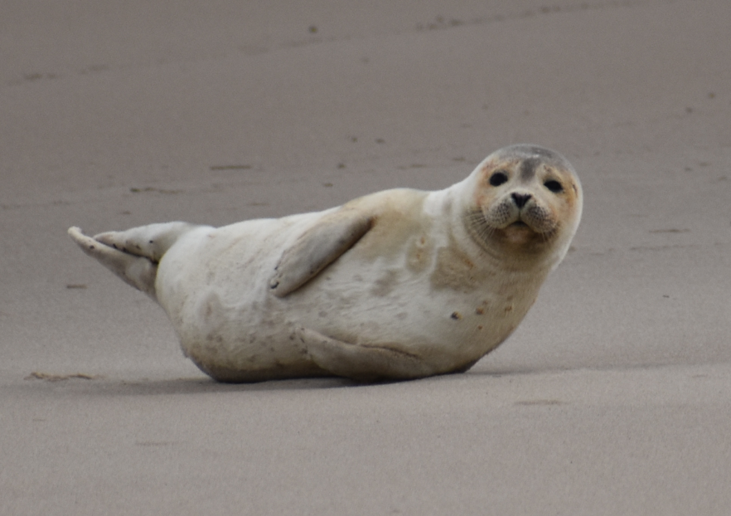 MERR institute, harp seal, delaware seashore state park, tower beach, migratory mammals, Marine Education Research Rehabilitation Institute, seals in delaware, sussex county
