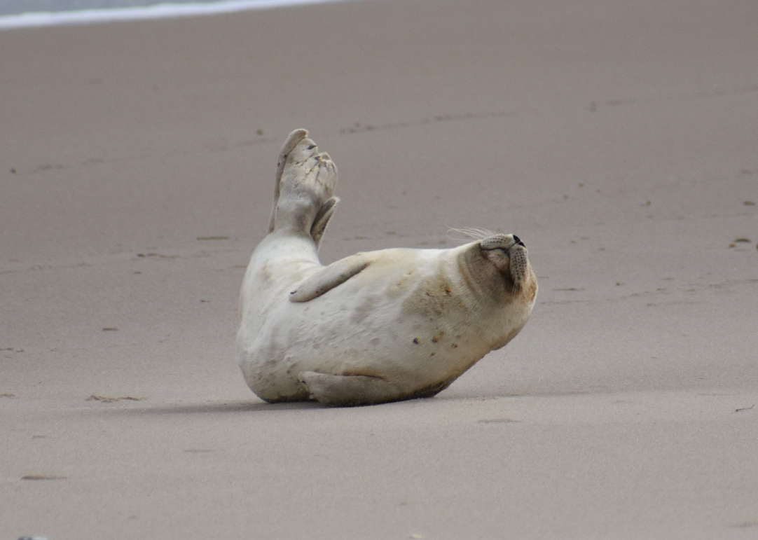 MERR institute, harp seal, delaware seashore state park, tower beach, migratory mammals, Marine Education Research Rehabilitation Institute, seals in delaware, sussex county