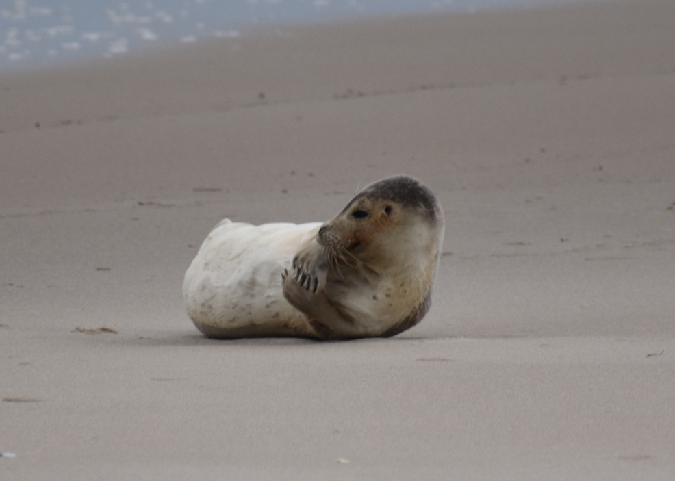 MERR institute, harp seal, delaware seashore state park, tower beach, migratory mammals, Marine Education Research Rehabilitation Institute, seals in delaware, sussex county