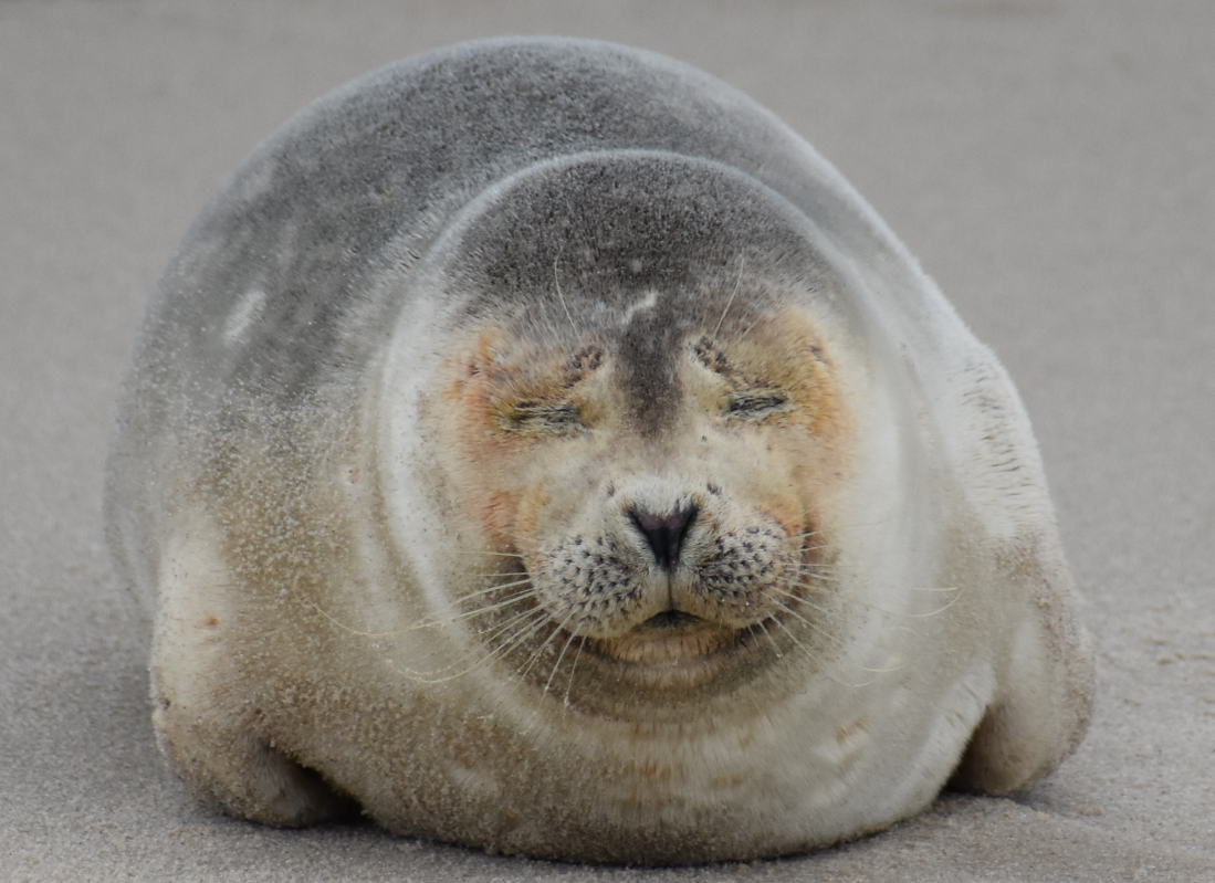 MERR institute, harp seal, delaware seashore state park, tower beach, migratory mammals, Marine Education Research Rehabilitation Institute, seals in delaware, sussex county
