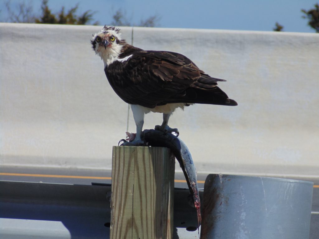 osprey, raptors, migratory bird, bunker, birds of prey, delaware, sussex county, inland bays, delaware seashore state park, bethany beach, rehoboth beach, fenwick island, indian river, assawoman bay, lewes, cape henlopen state park