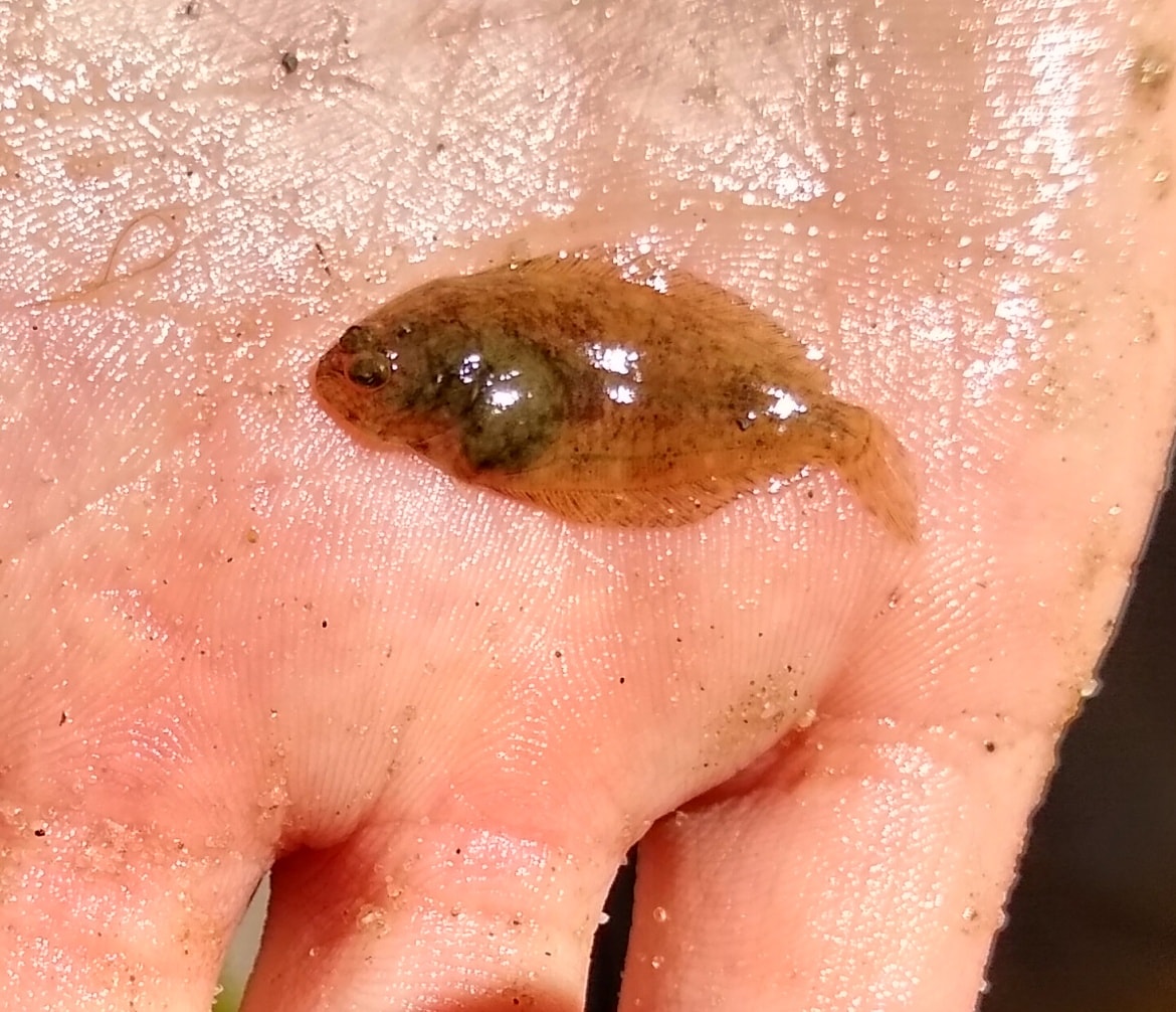 Juvenile flounder caught int he CIB fish seine surveys around the